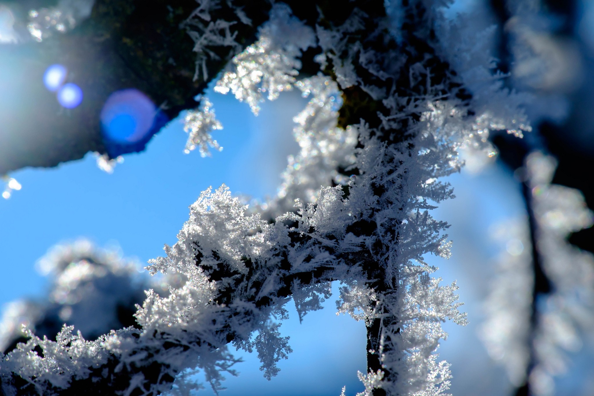 Frost on a tree branch against a blue sky HD Wallpaper
