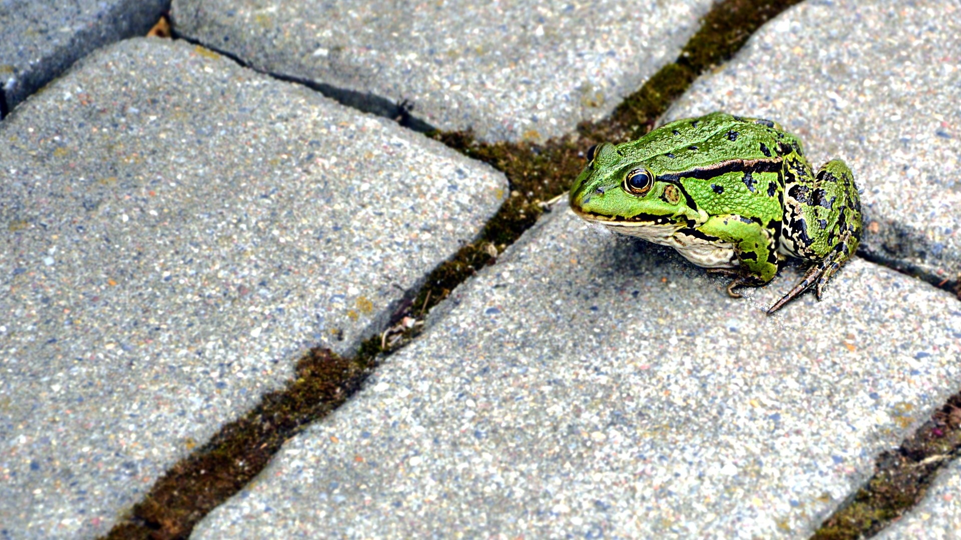 Green frog on stone pavement HD Wallpaper