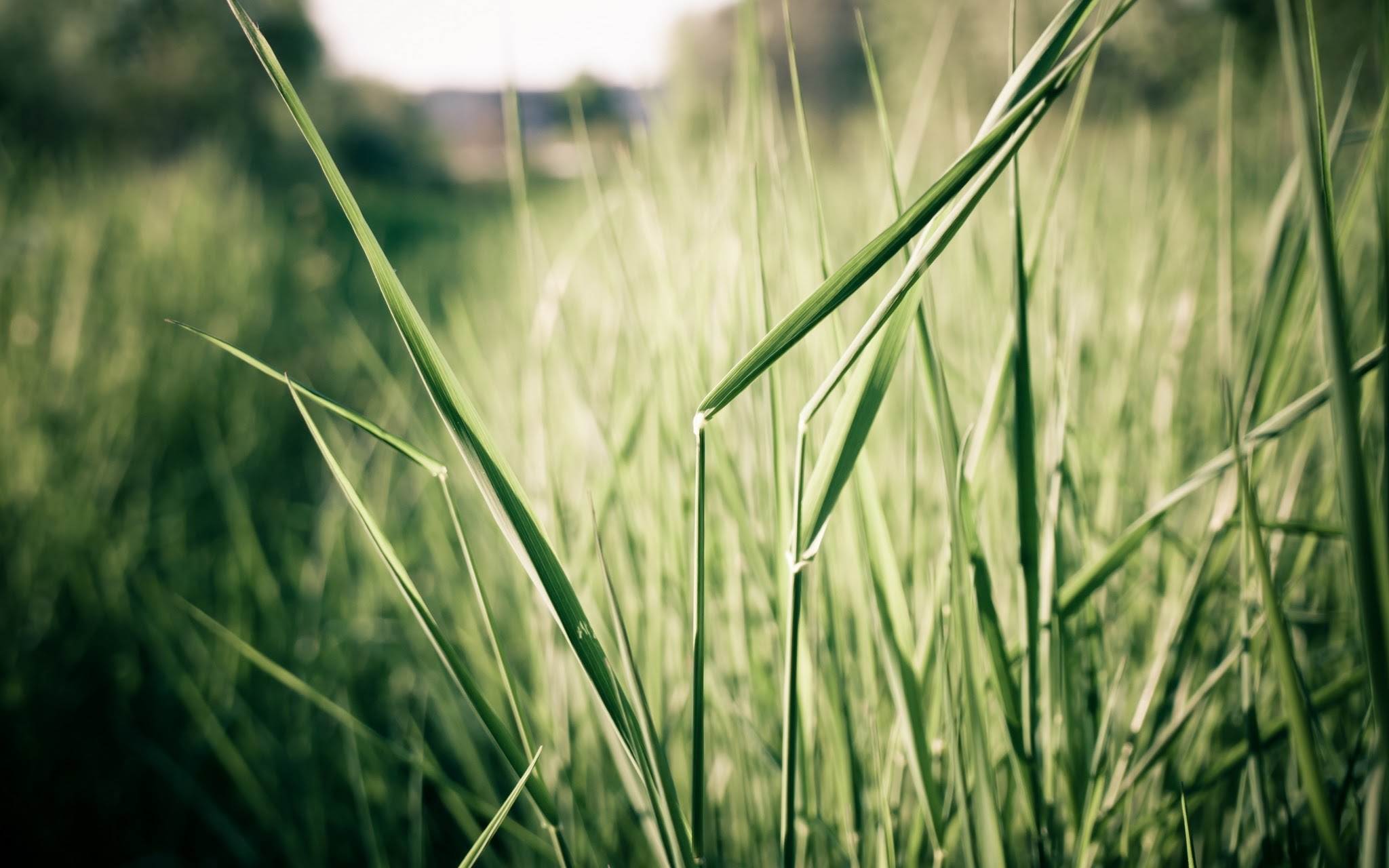 Close-up of green grass blades in sunlight HD Wallpaper