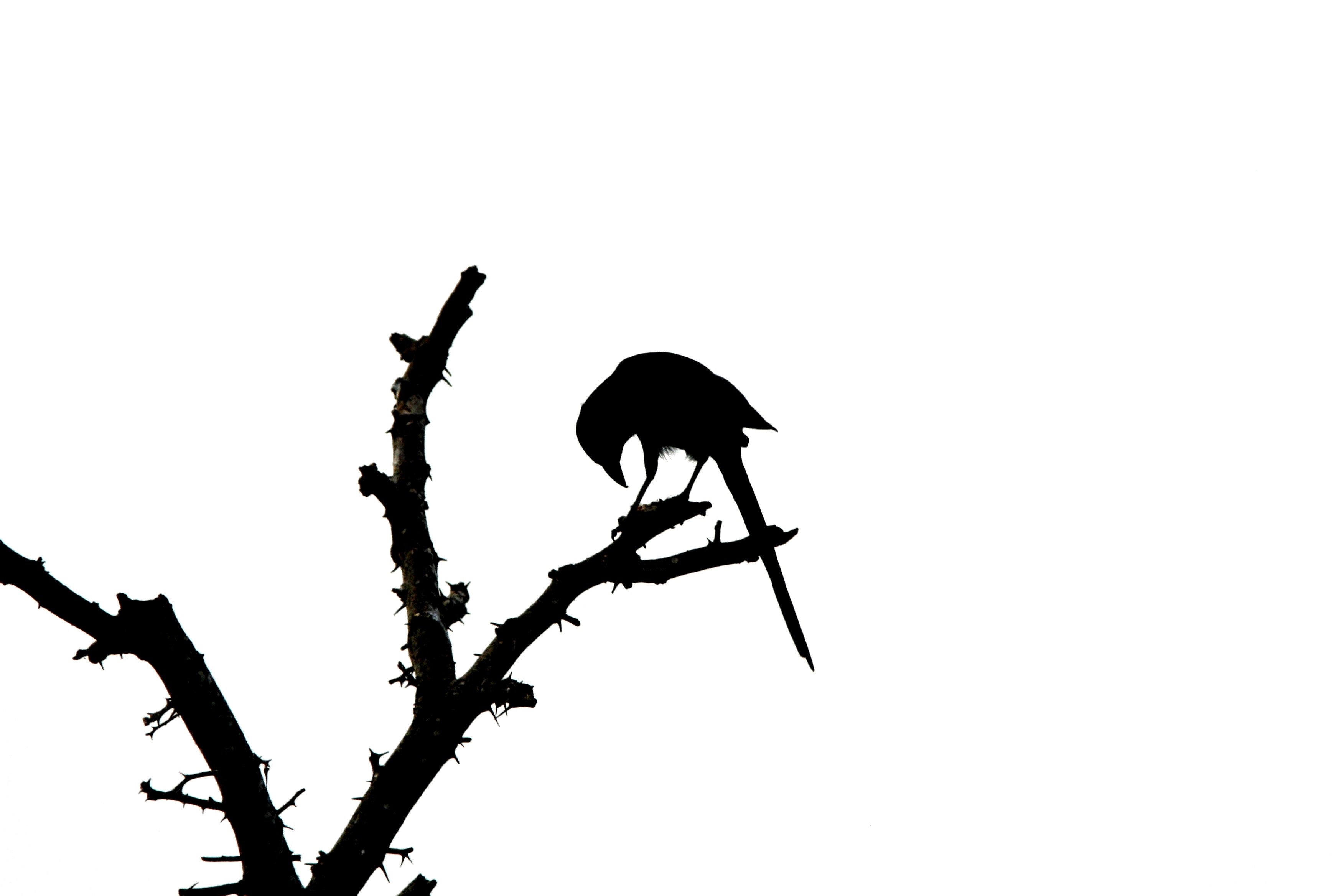 Silhouette of a bird on a thorny branch HD Wallpaper