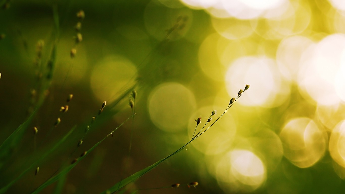 Close-up of grass seeds with bokeh background HD Wallpaper