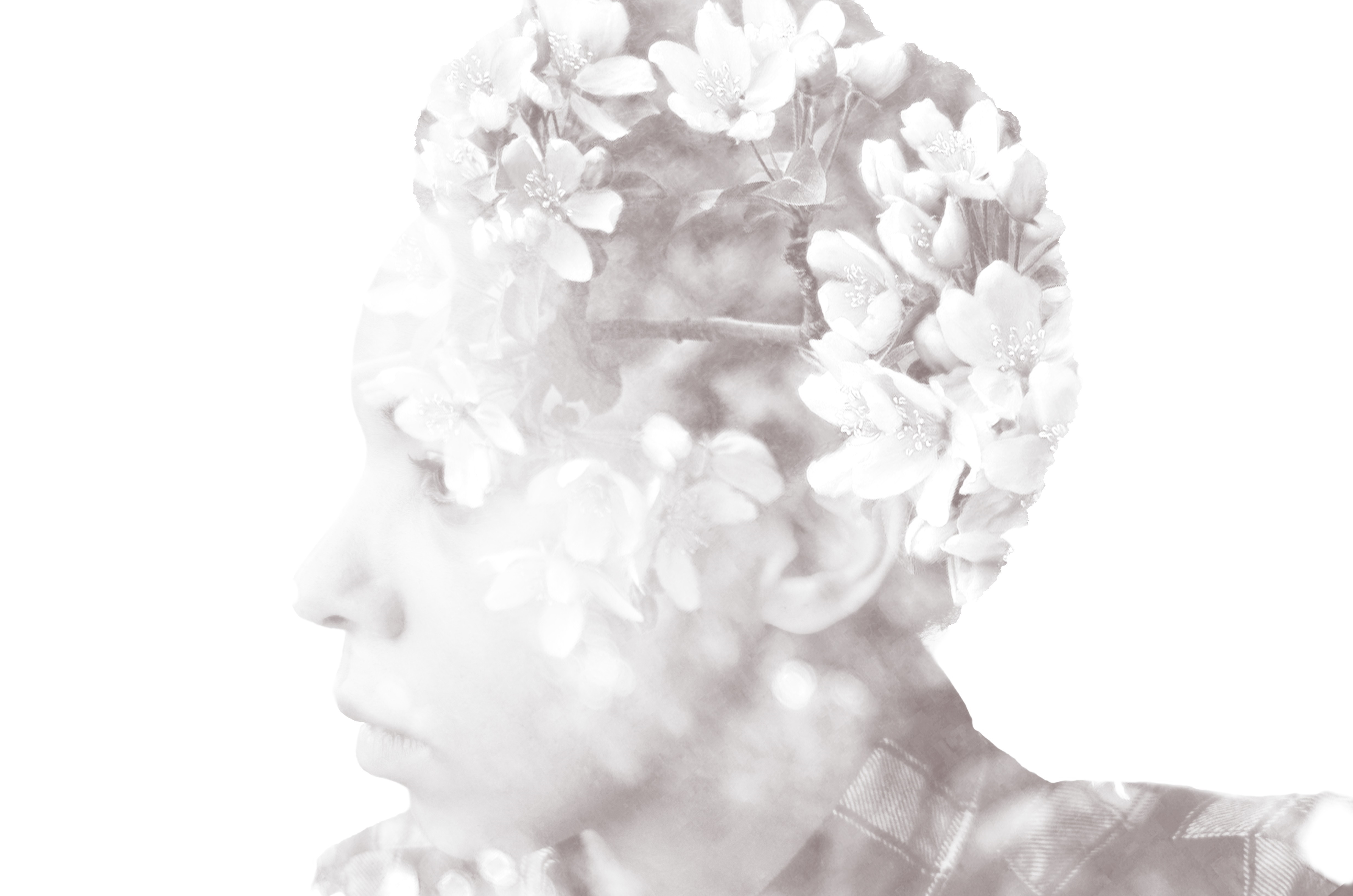 Double exposure of a person's profile and cherry blossoms HD Wallpaper