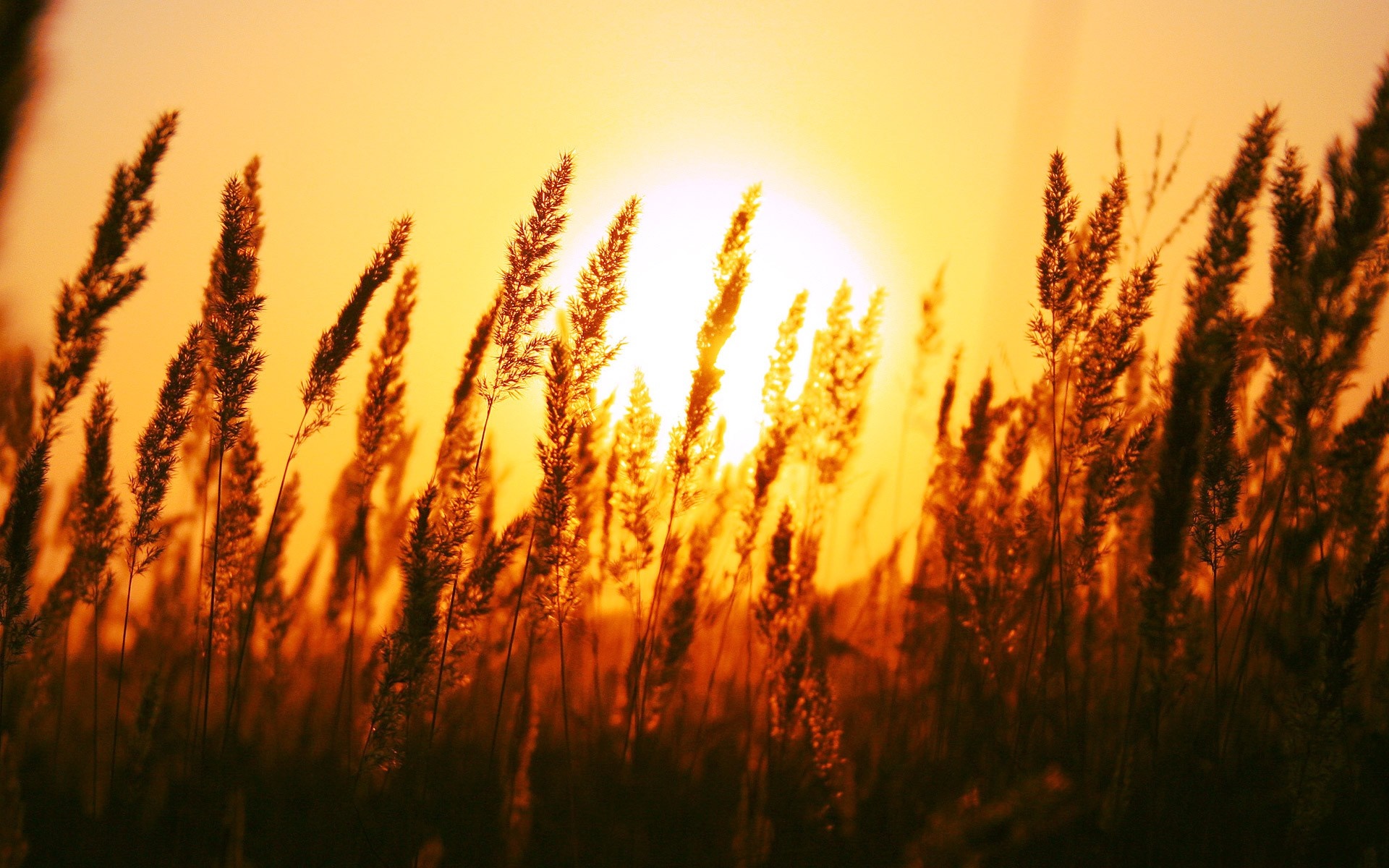 Tall grass silhouetted against a sunset HD Wallpaper