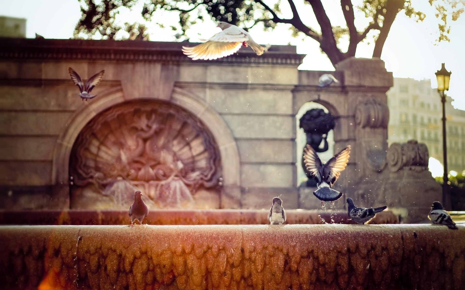 Pigeons flying around a stone fountain in an urban setting HD Wallpaper