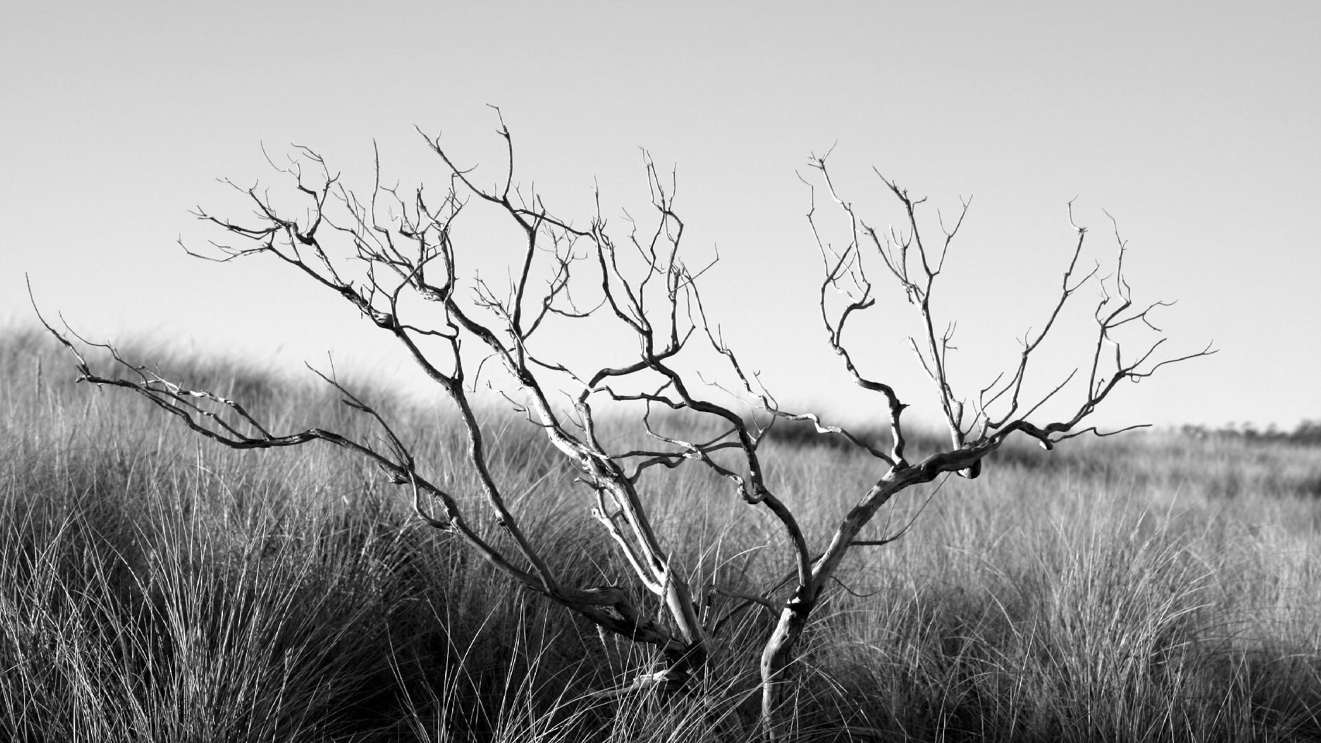 Monochrome image of a bare tree in tall grass HD Wallpaper
