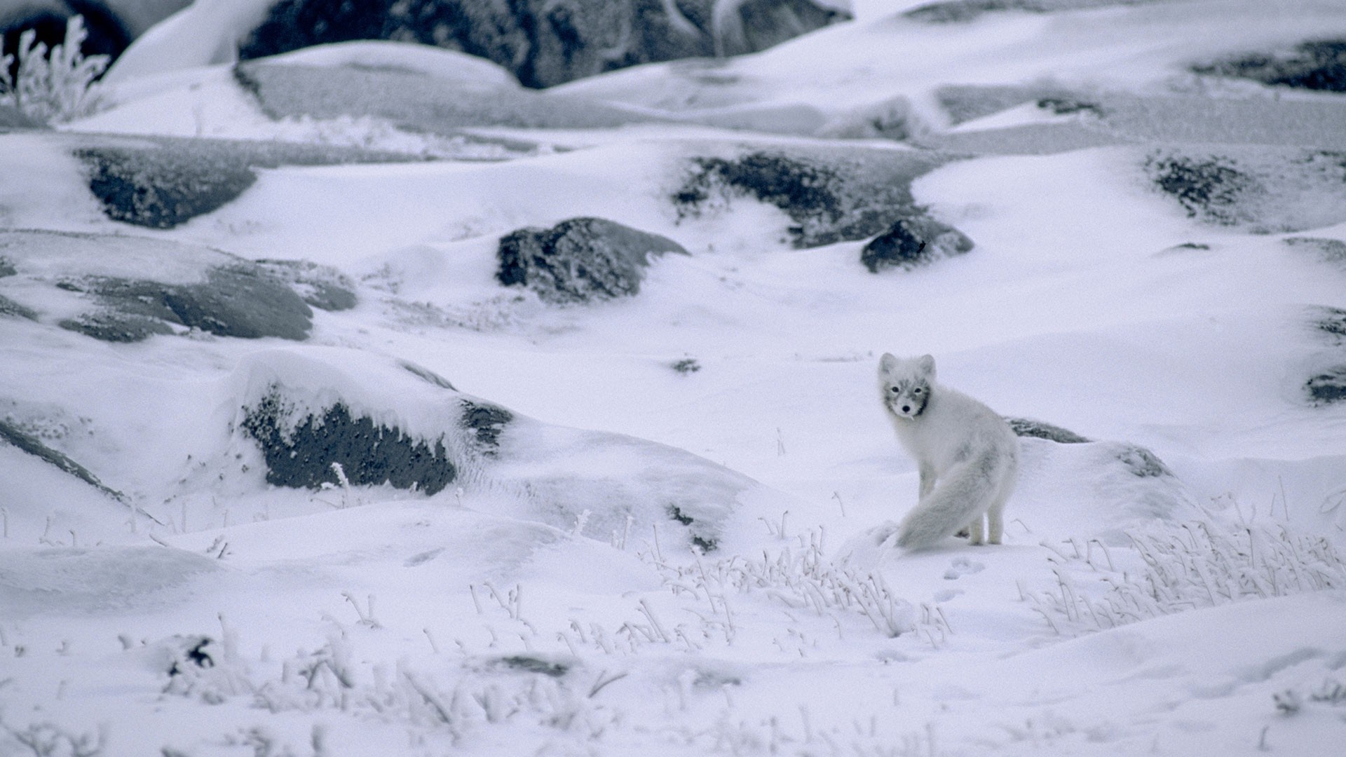 Arctic fox in a snowy landscape HD Wallpaper