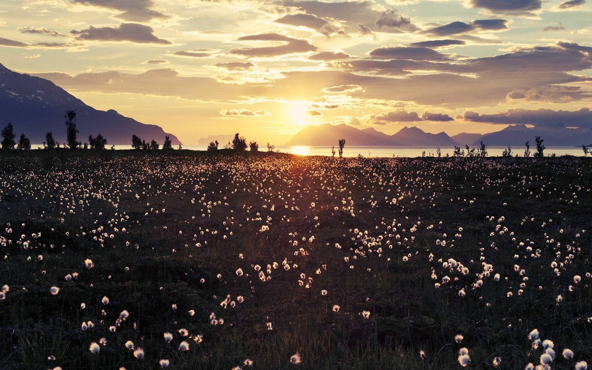 Cotton grass field at sunset with mountains and sea HD Wallpaper