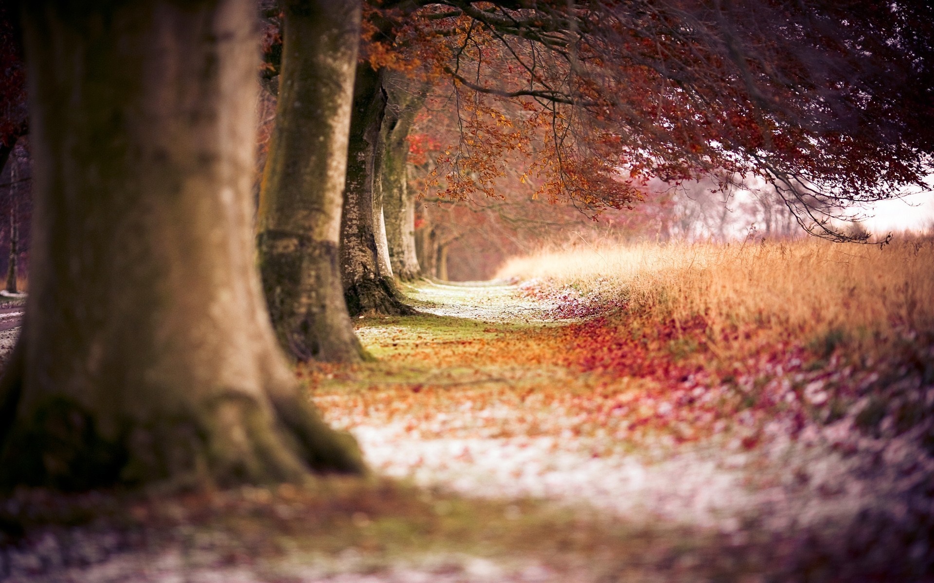 Autumn tree-lined path with fallen leaves and grass HD Wallpaper