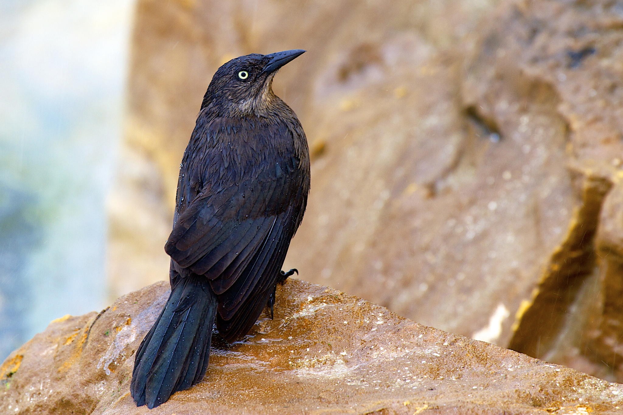A black bird with white eyes perches on a wet rock HD Wallpaper