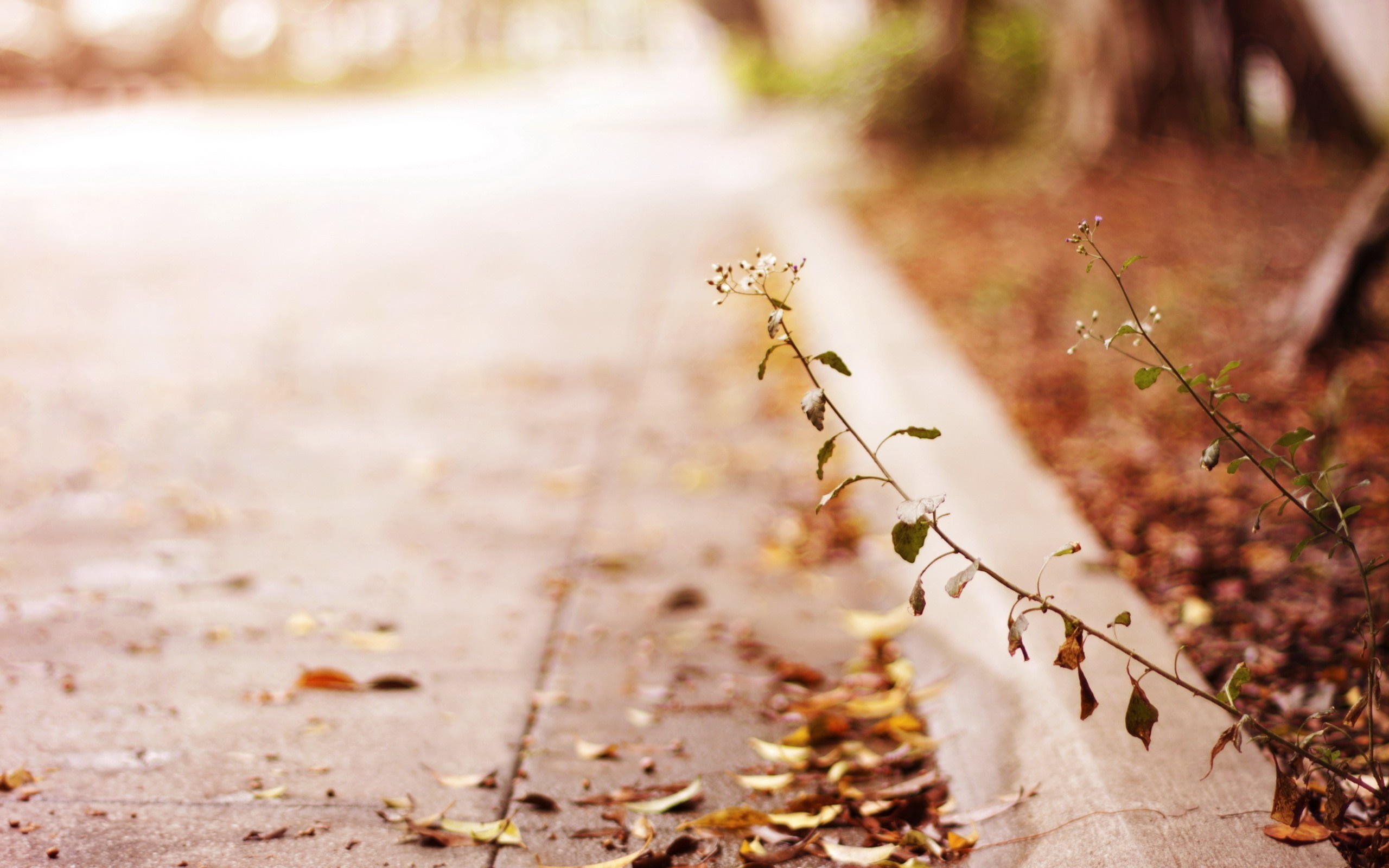 Autumn path with fallen leaves and plants HD Wallpaper