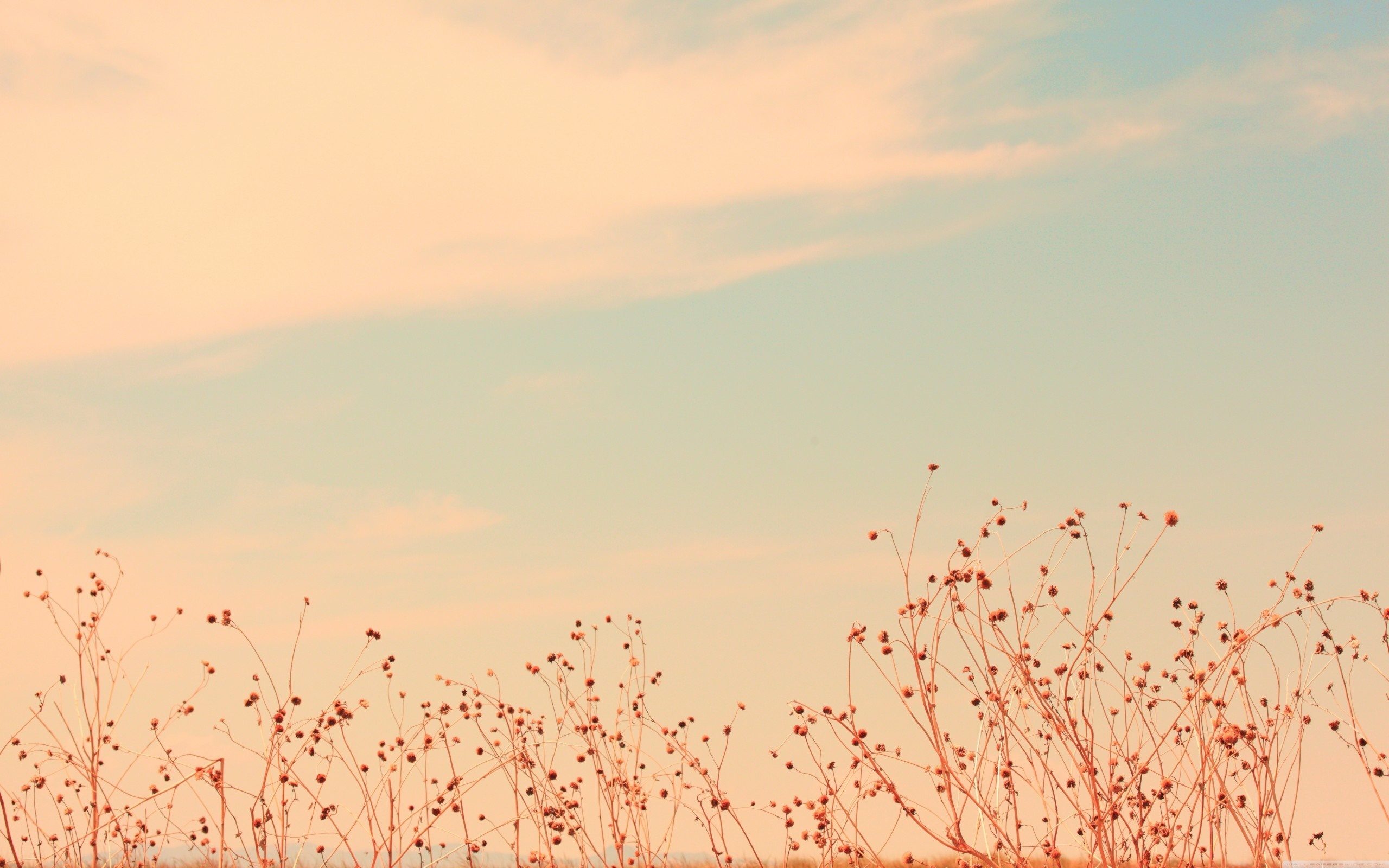 Dry plants against a pastel sky HD Wallpaper