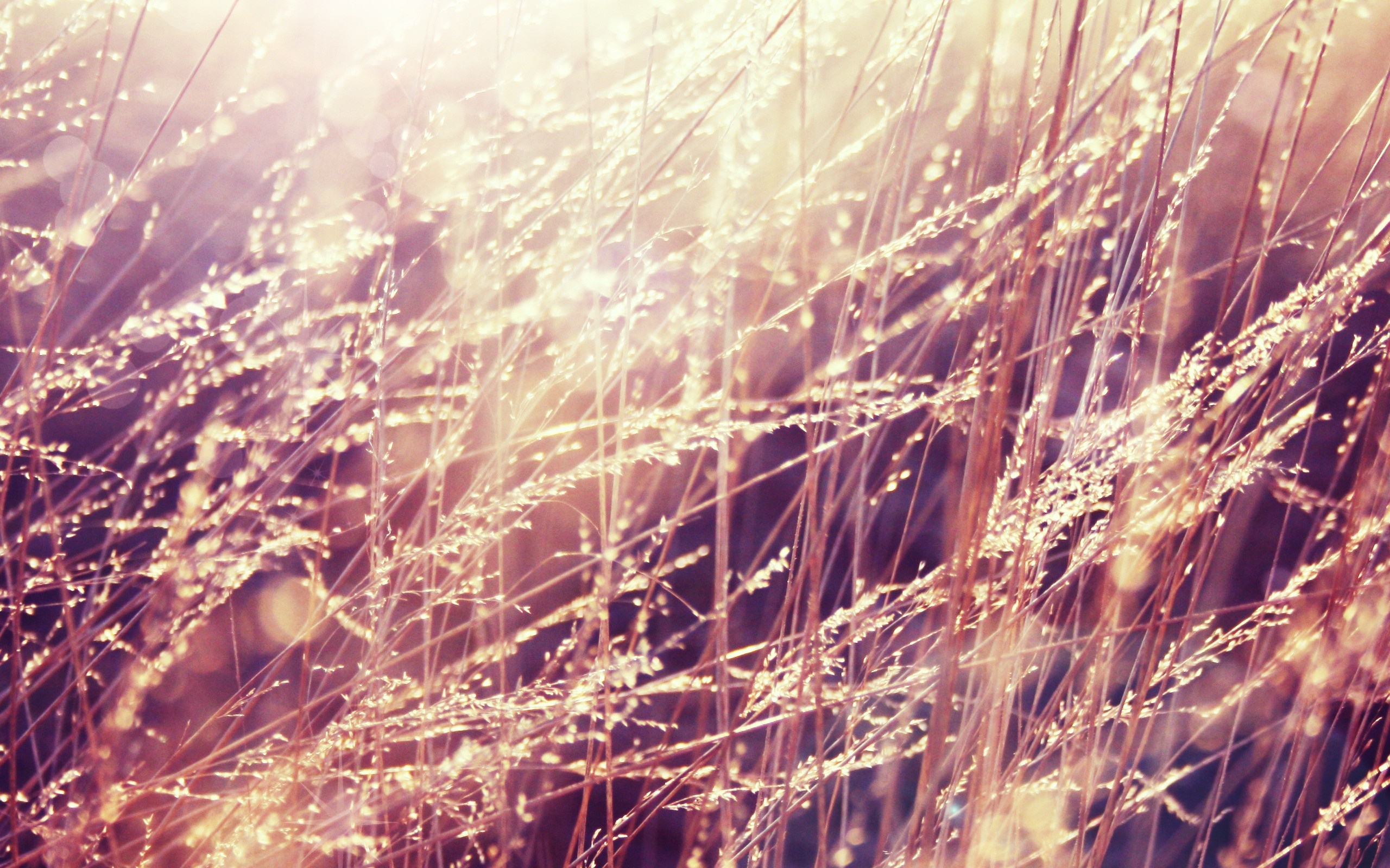 Sunlight filtering through dry grass in a field HD Wallpaper