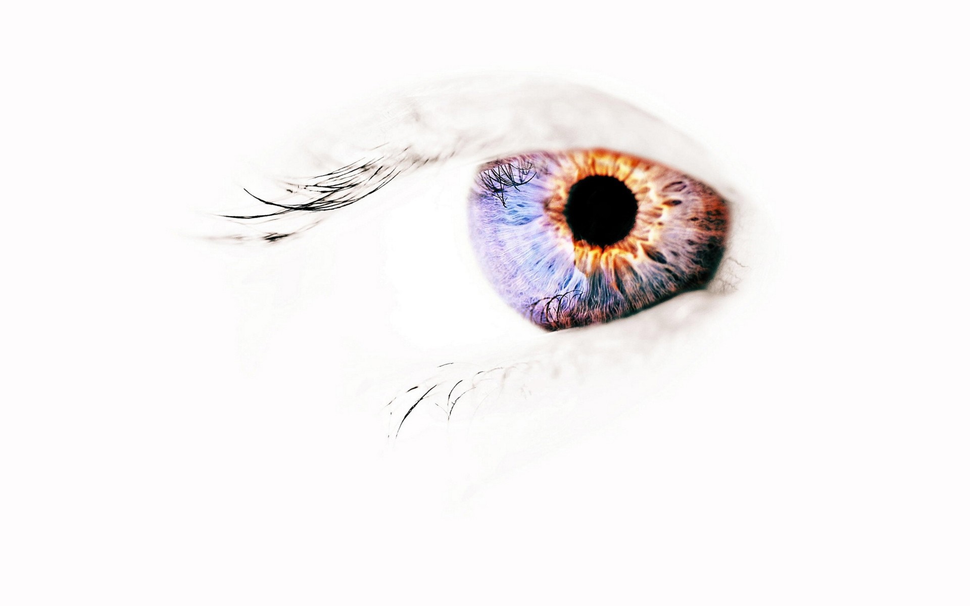 Close-up of a human eye with colorful iris HD Wallpaper