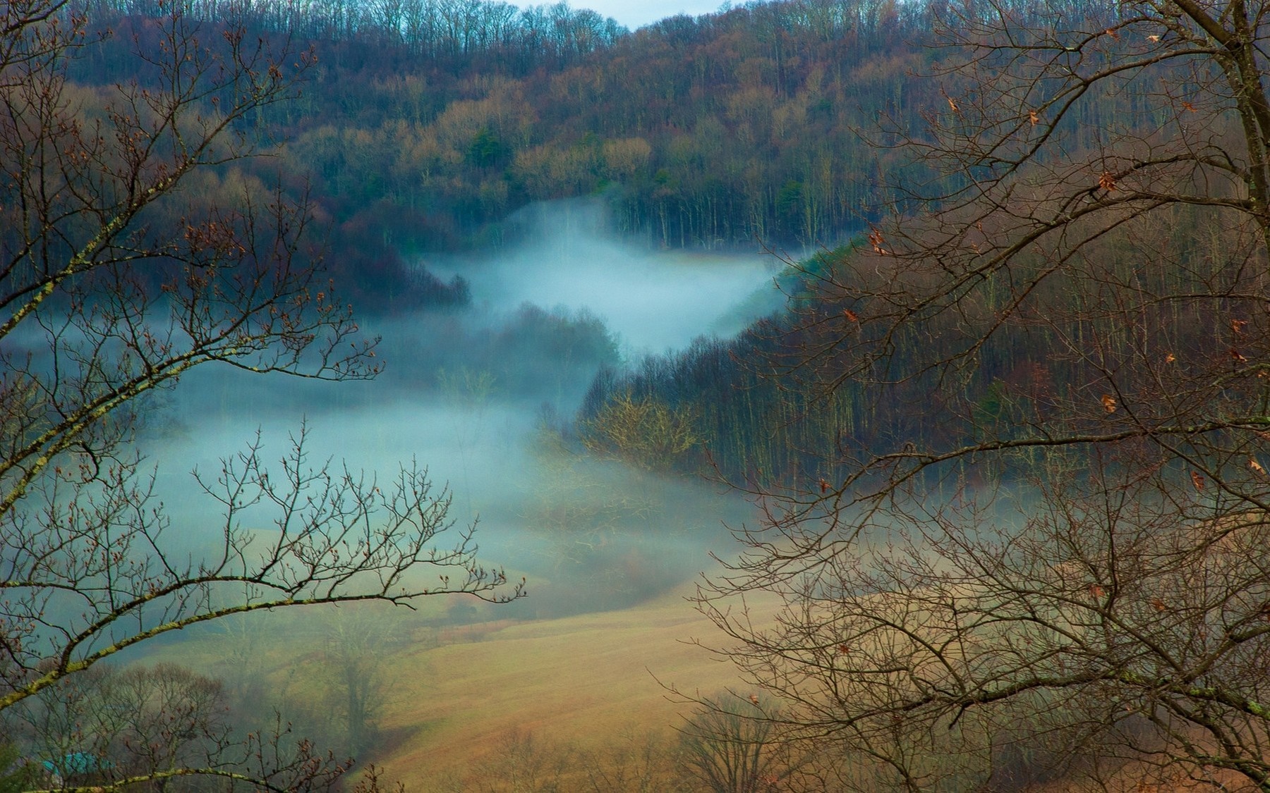 Misty valley in a forest during autumn morning HD Wallpaper