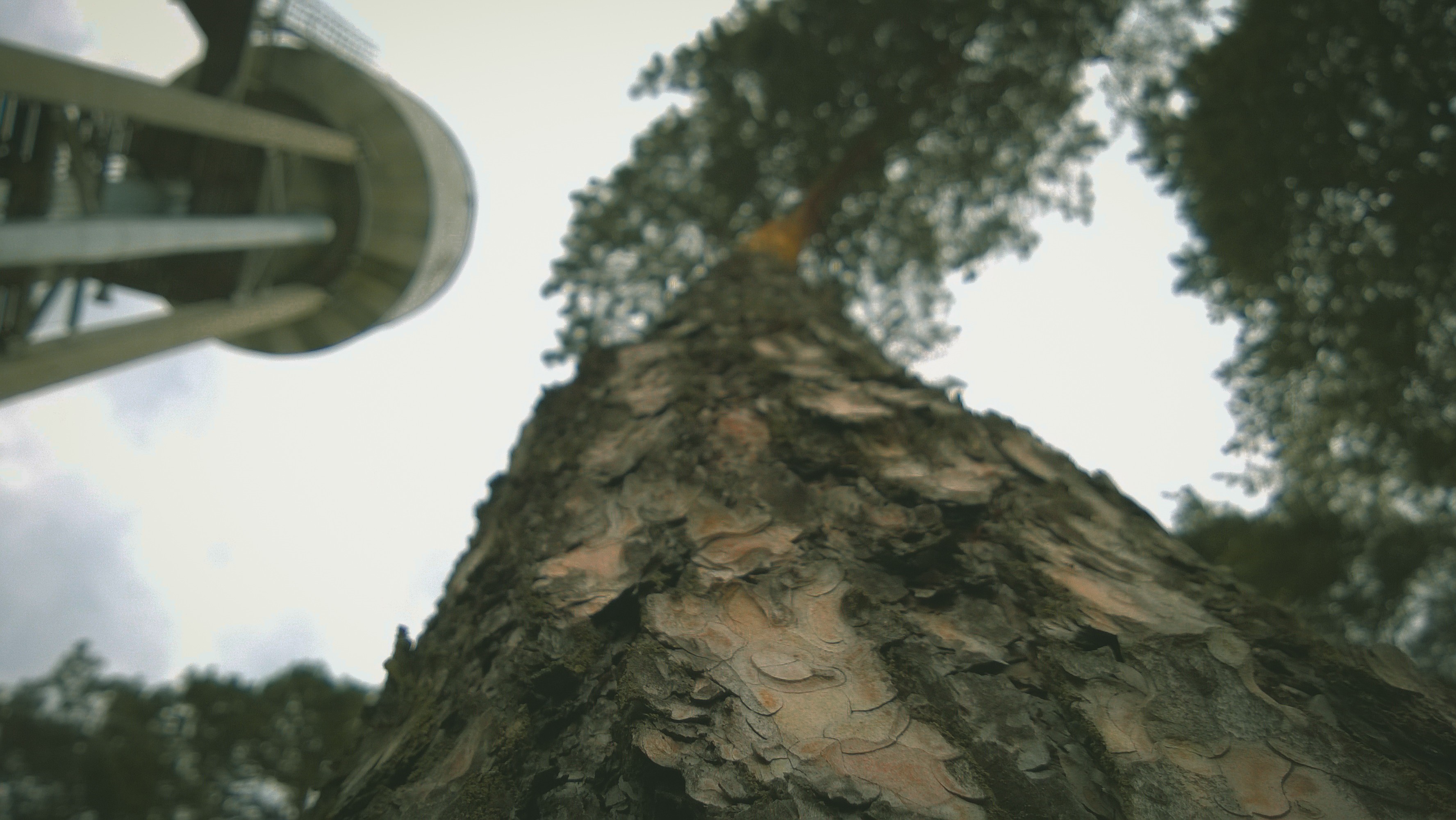Looking up at a tall pine tree and a tower HD Wallpaper