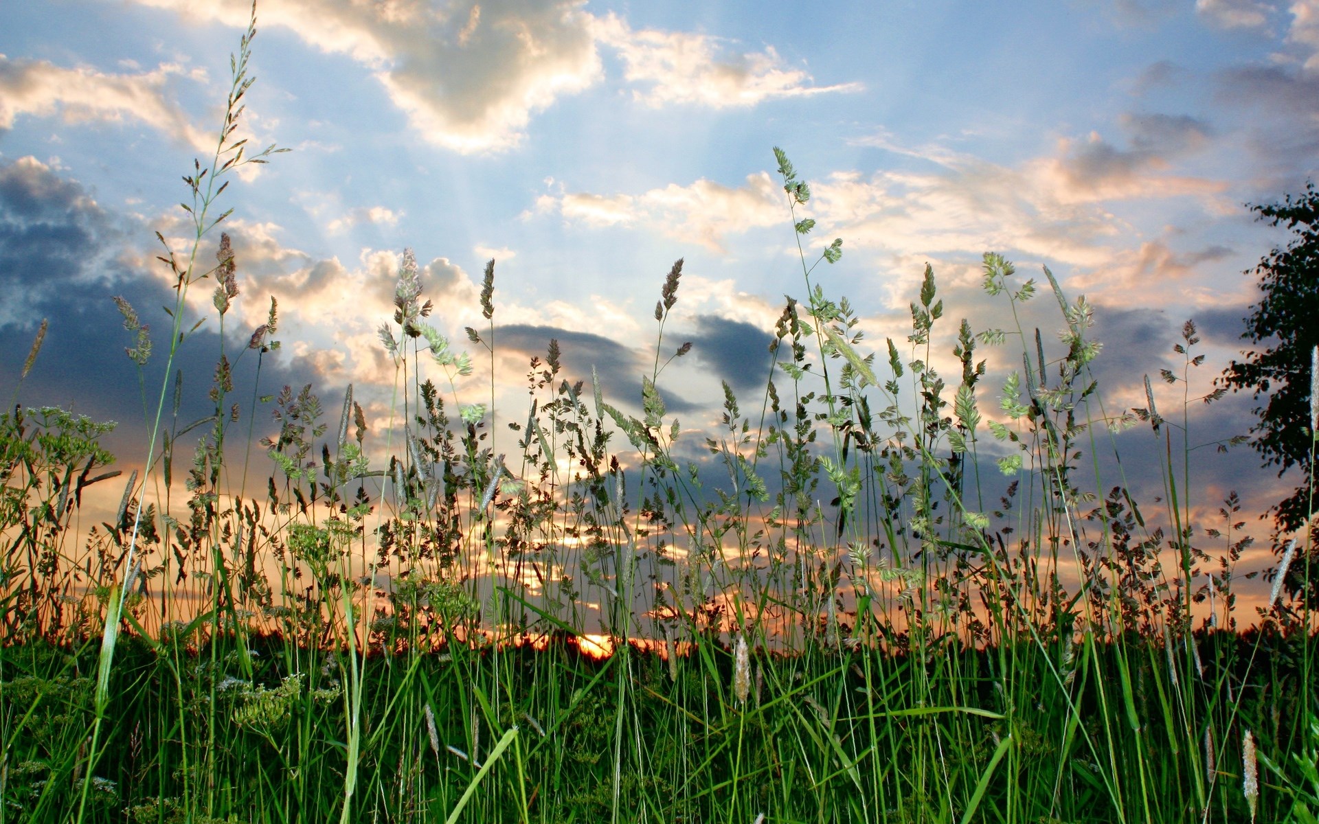 Tall grass and wildflowers against a sunset sky HD Wallpaper