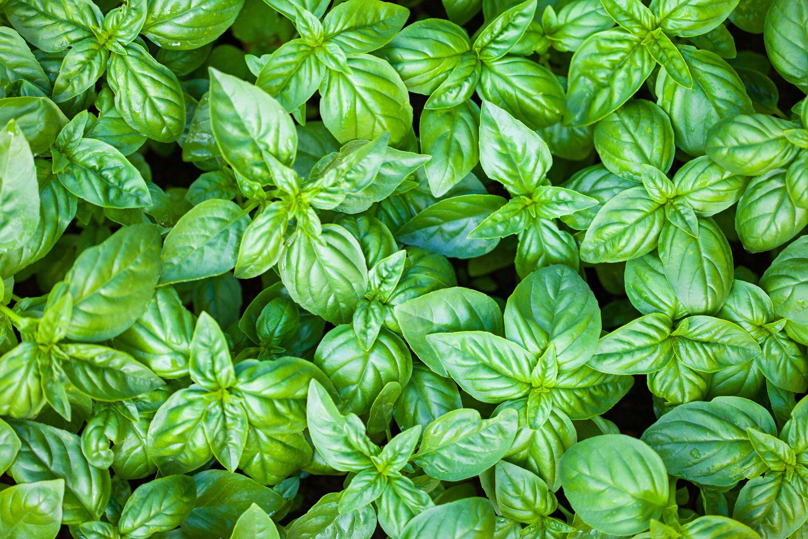 A close-up view of fresh green basil leaves HD Wallpaper