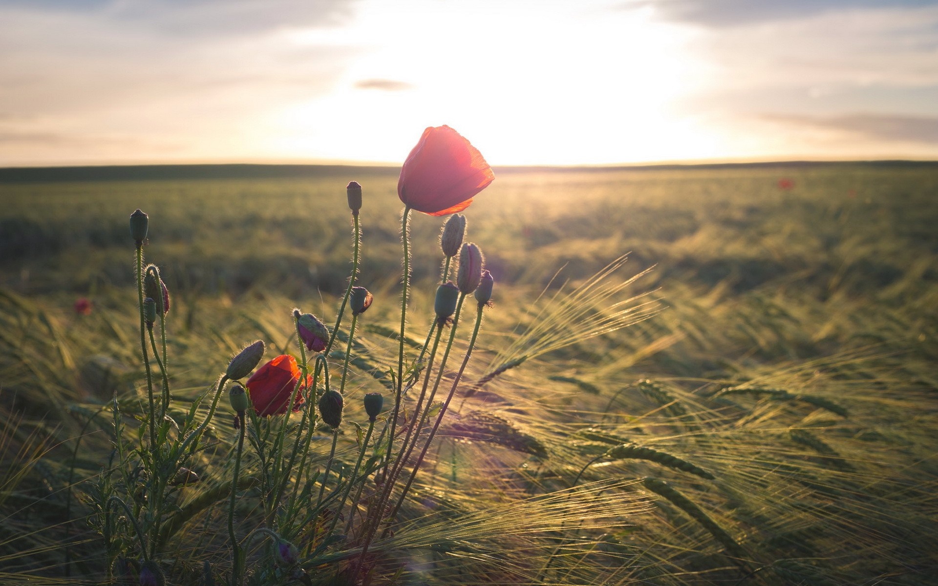 Poppies in a field at sunset HD Wallpaper