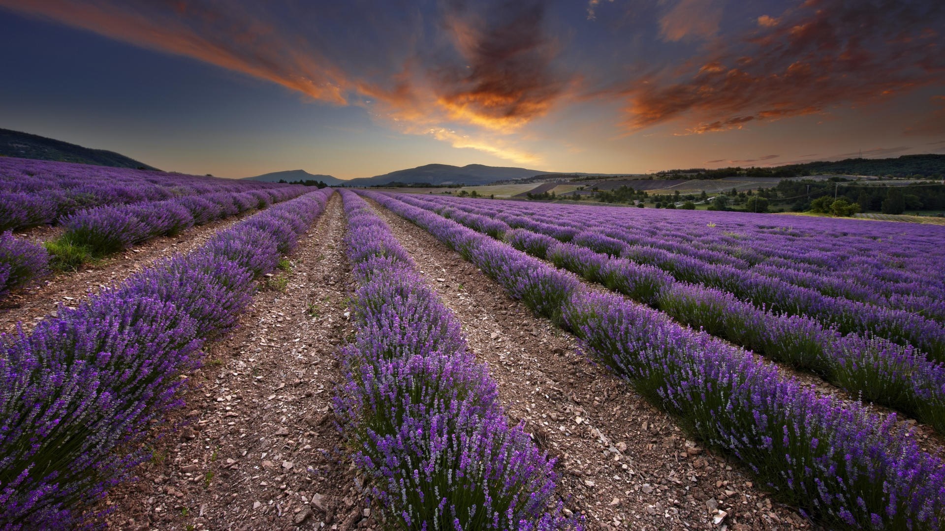 Lavender field at sunset HD Wallpaper