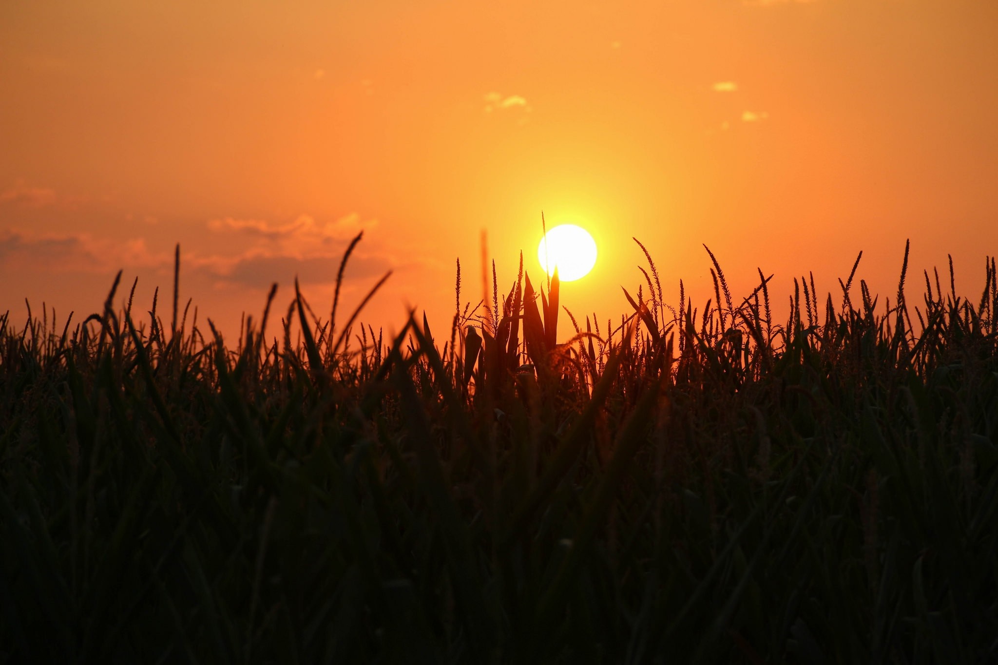 Sunset over a field of grass HD Wallpaper