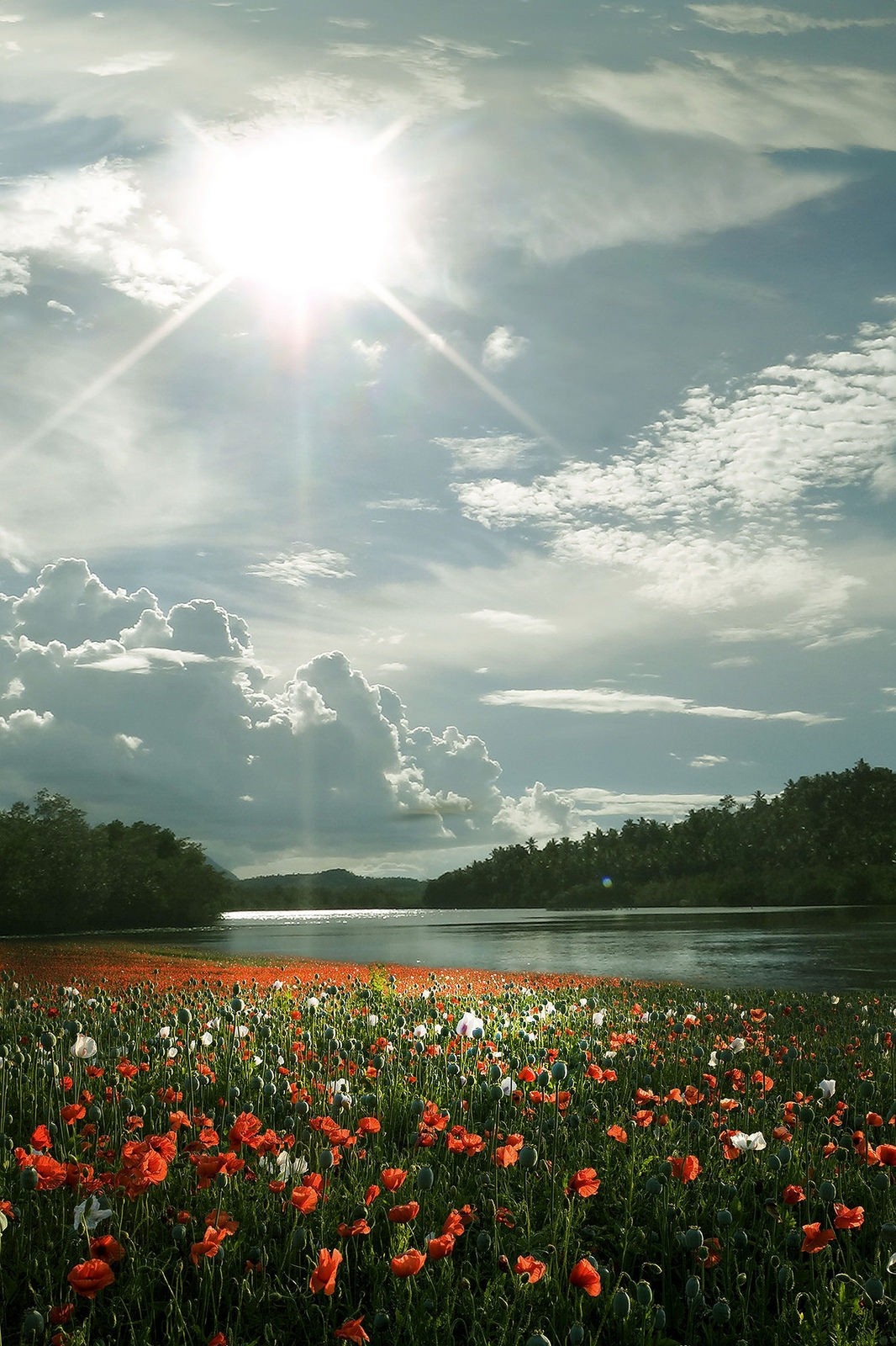 Field of poppies by a lake under a bright sun HD Wallpaper