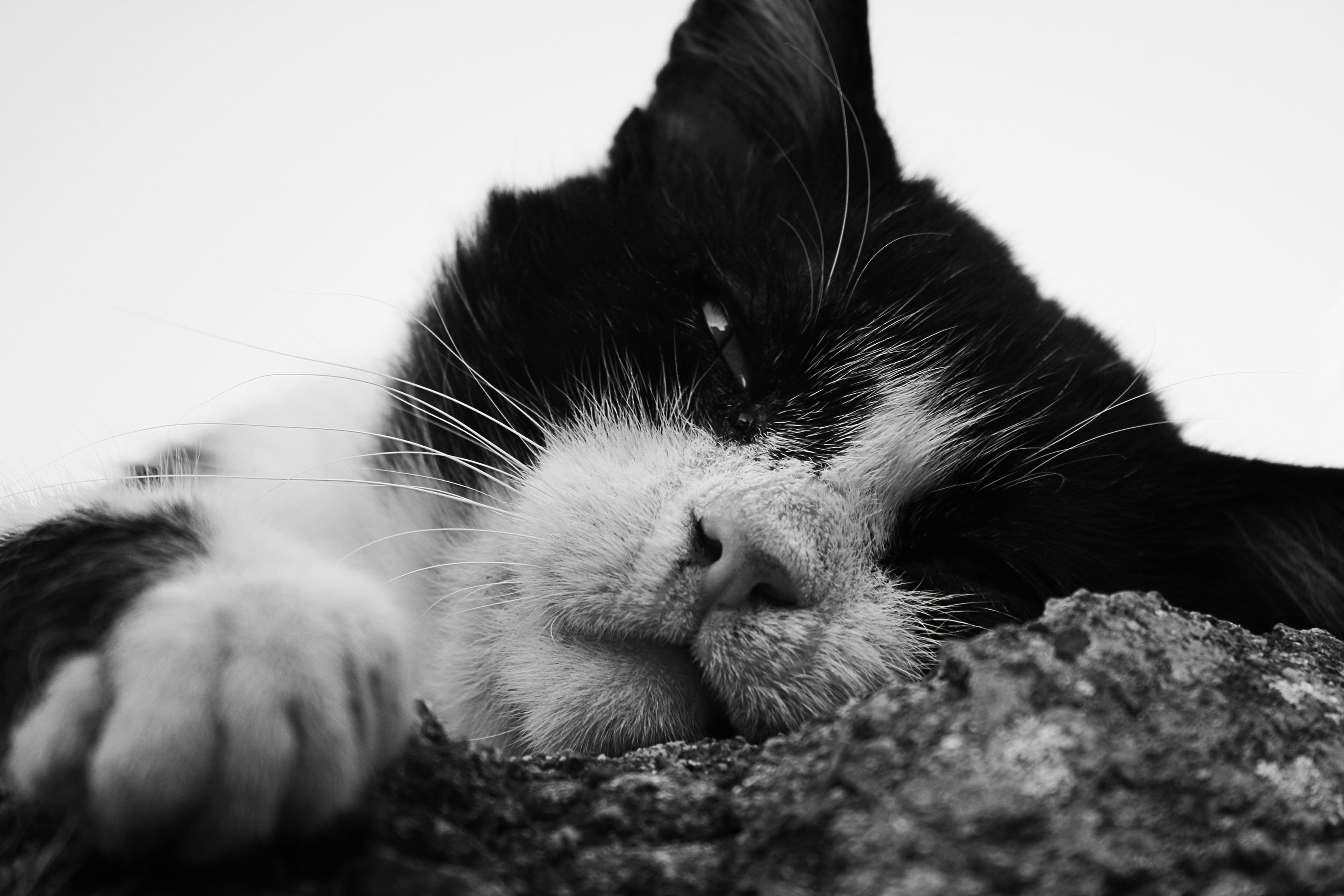 Black and white close-up of a cat resting HD Wallpaper