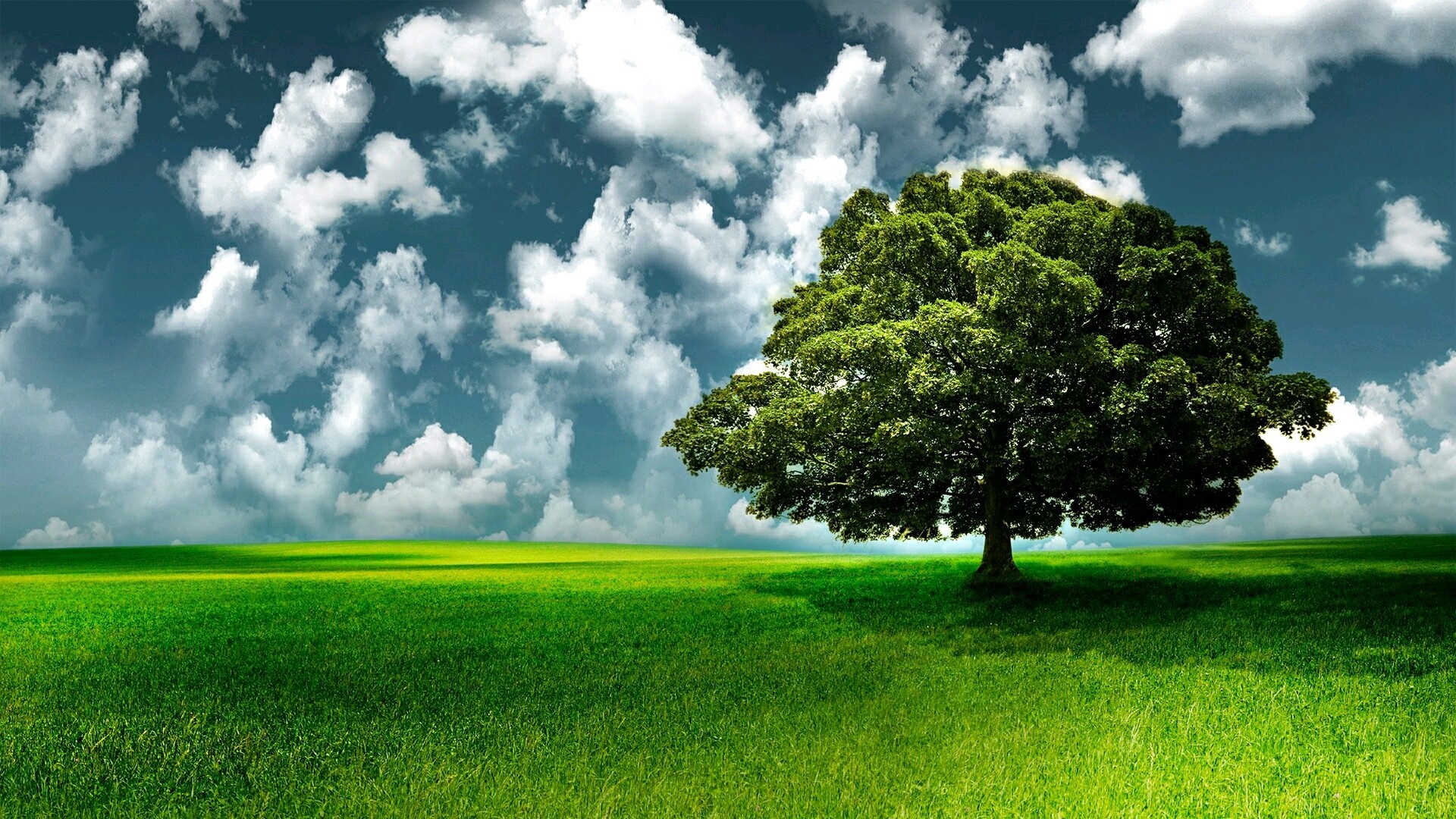 A lone tree in a green field under a cloudy sky HD Wallpaper
