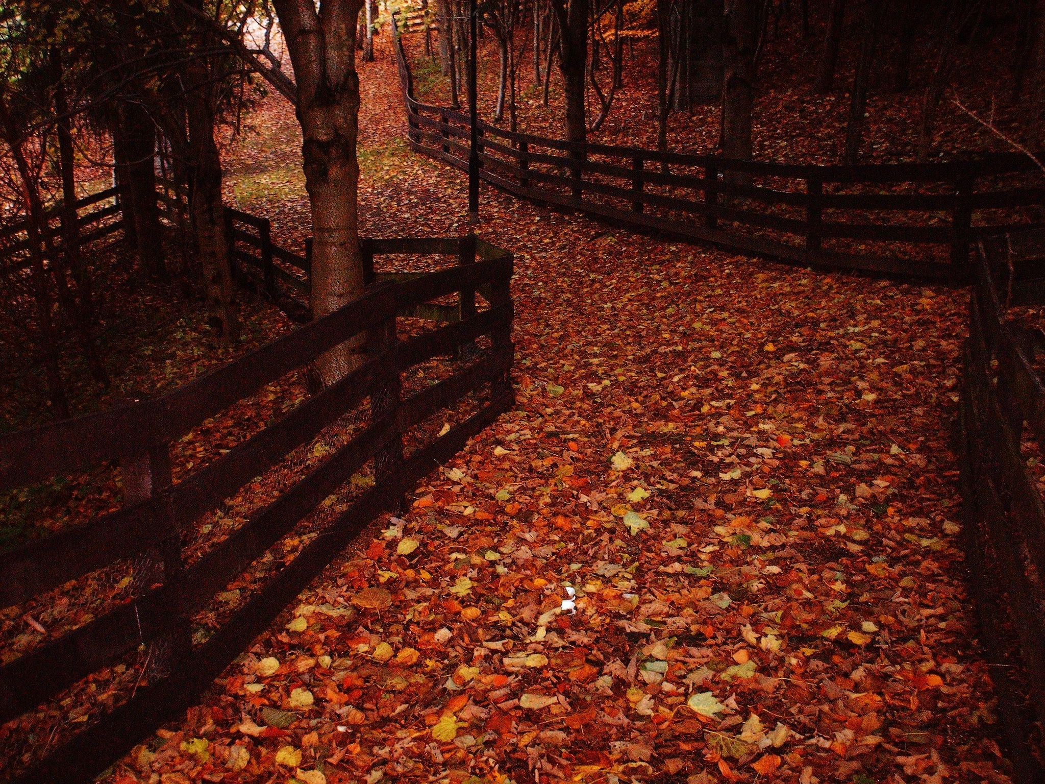 A wooden fence lines a path covered in autumn leaves HD Wallpaper