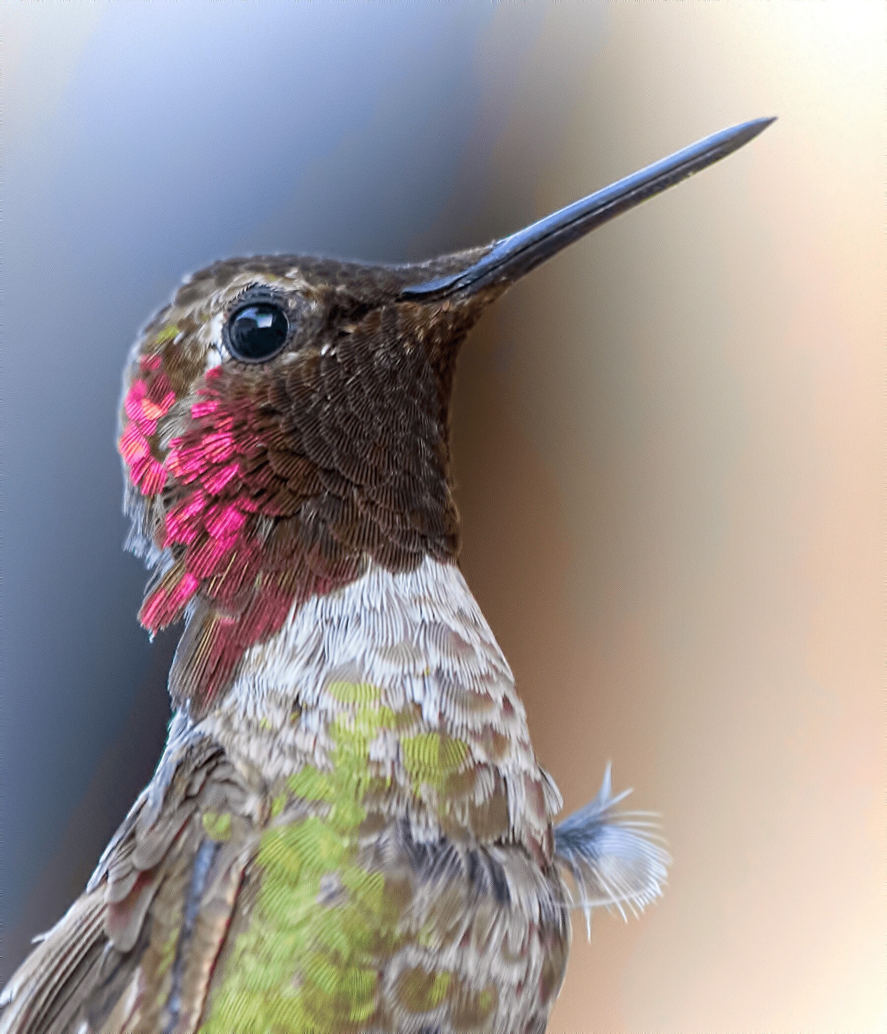 Close-up of a male Anna's hummingbird with iridescent feathers HD Wallpaper