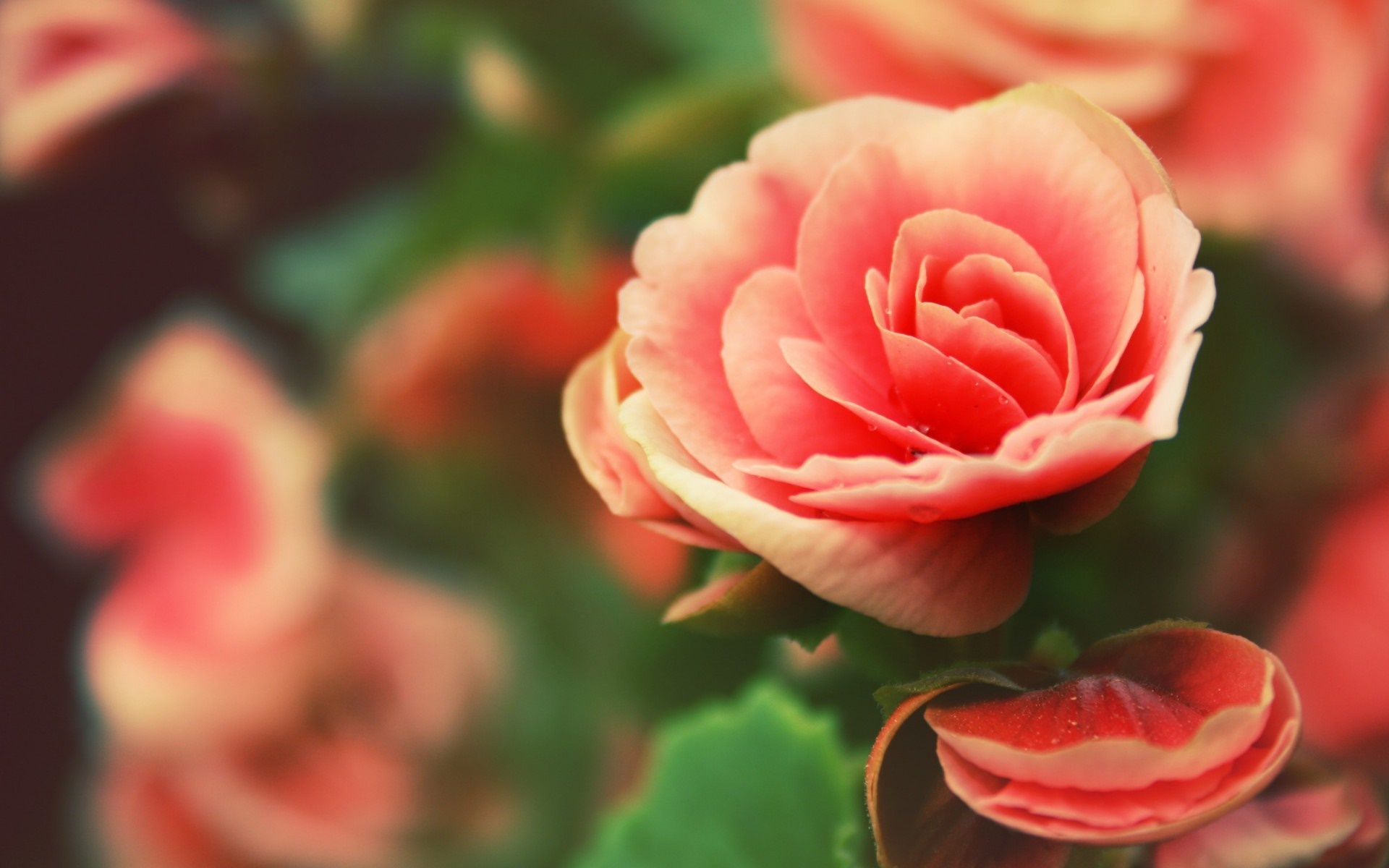Close-up of a pink begonia flower with water droplets HD Wallpaper