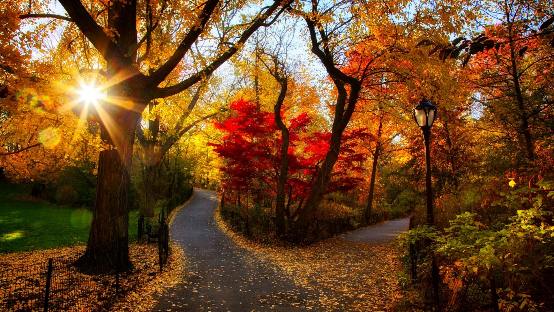 Autumn park path with sunbeams and colorful trees HD Wallpaper