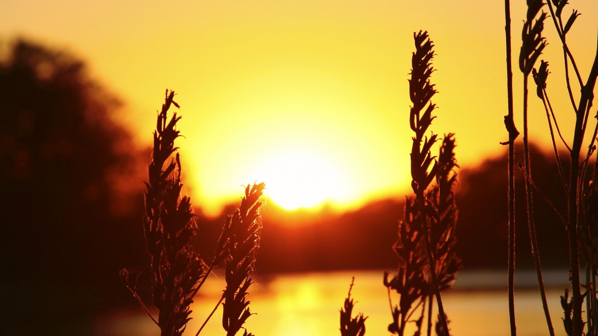 Sunset over water with silhouetted plants HD Wallpaper