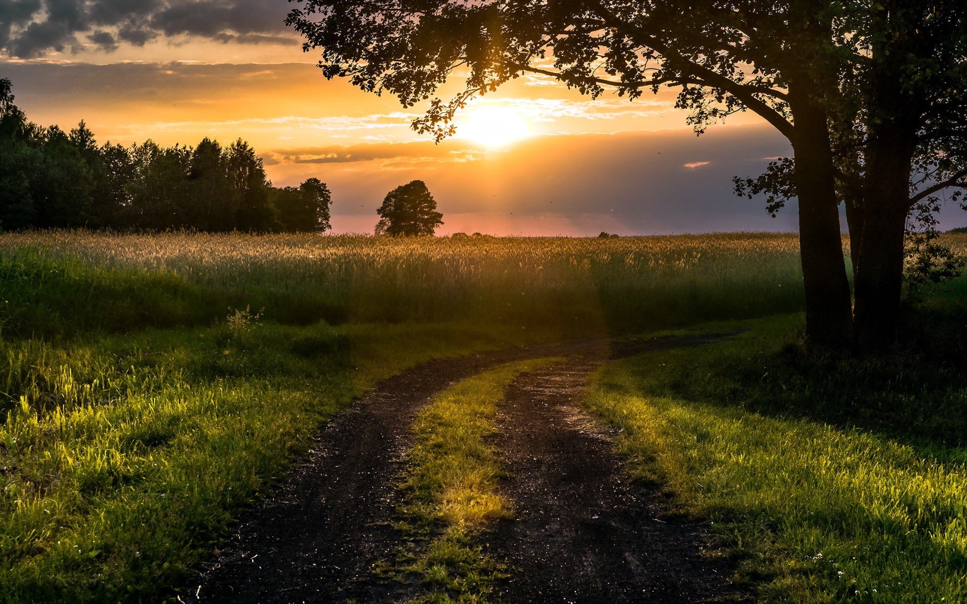 Dirt road through a field at sunset with trees HD Wallpaper