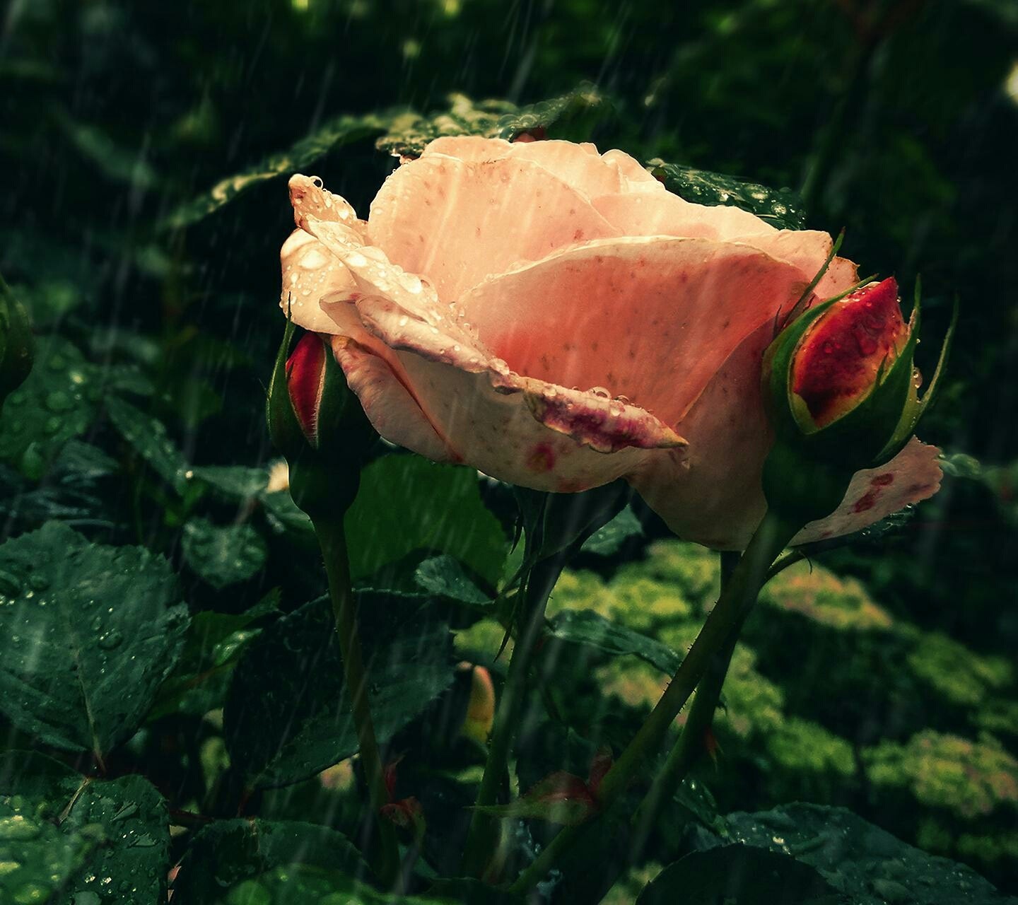 Pink rose with buds in the rain HD Wallpaper