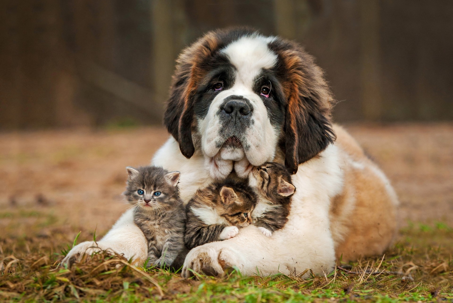 St Bernard puppy with three kittens resting on grass HD Wallpaper