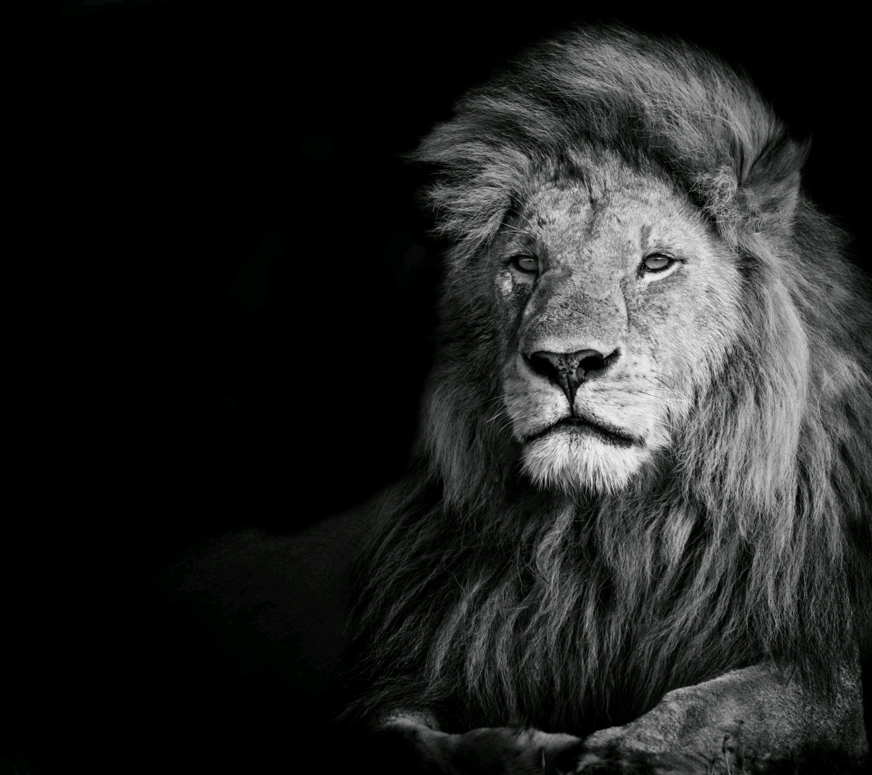 Monochrome portrait of a lion with a dark background HD Wallpaper