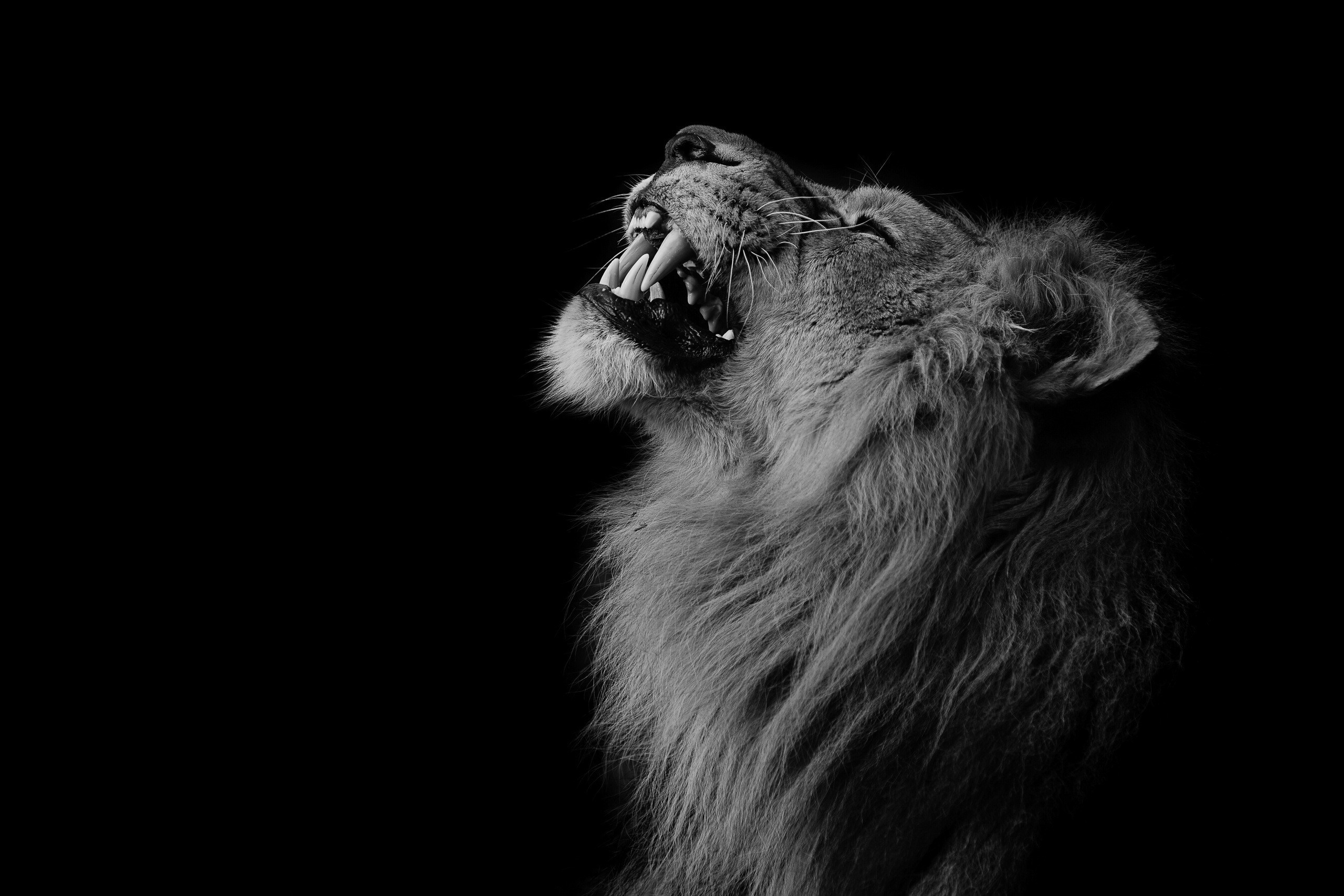 Close up of a lion roaring in black and white HD Wallpaper