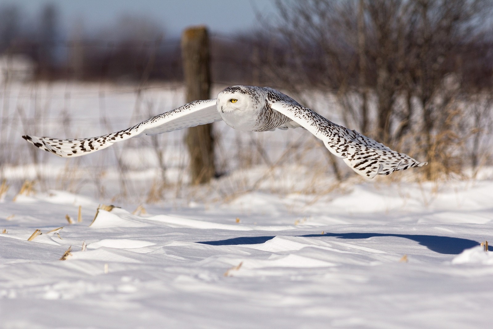 Snowy owl in flight over a snowy field HD Wallpaper
