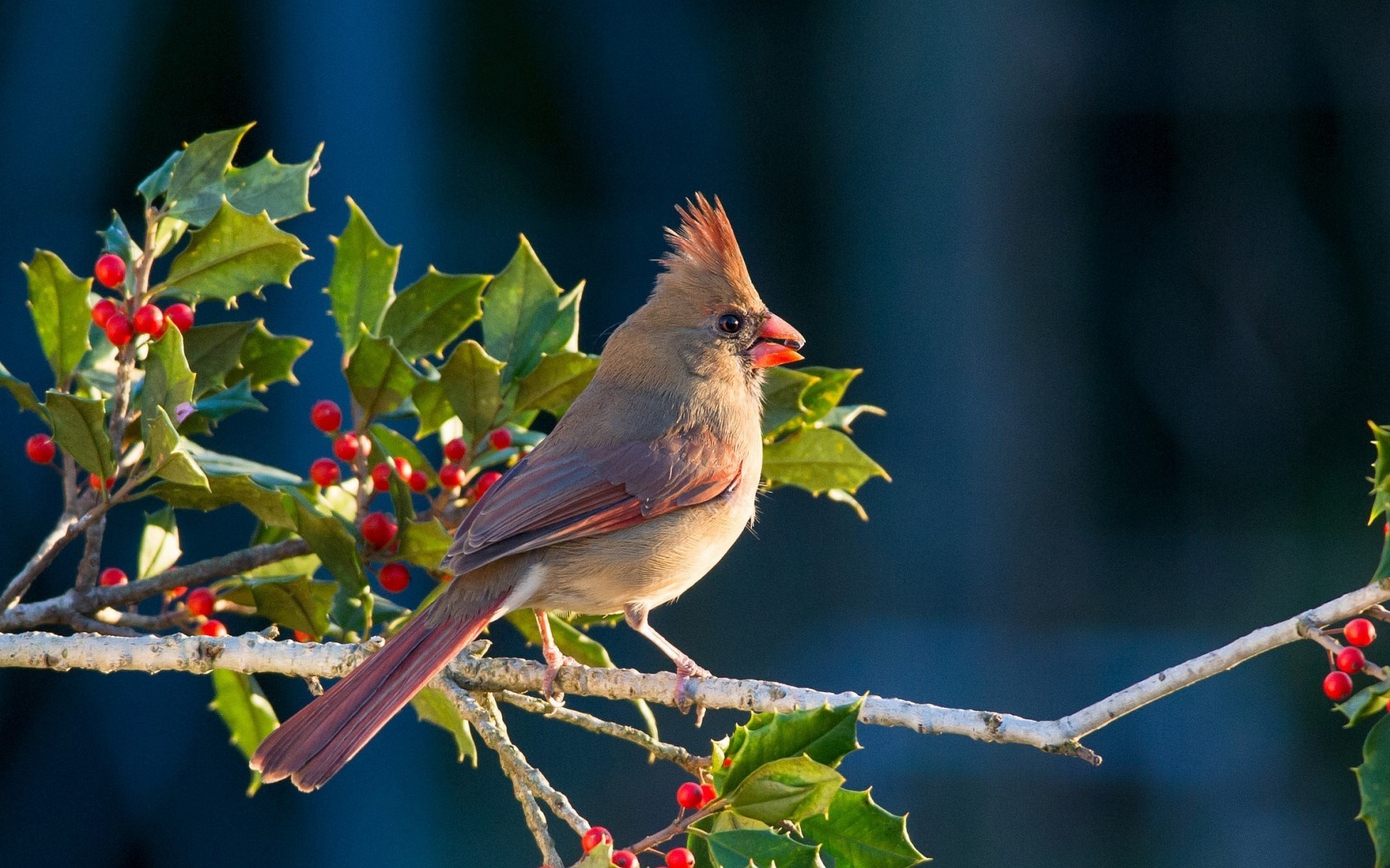 Female Northern Cardinal perched on a holly branch with red berries HD Wallpaper