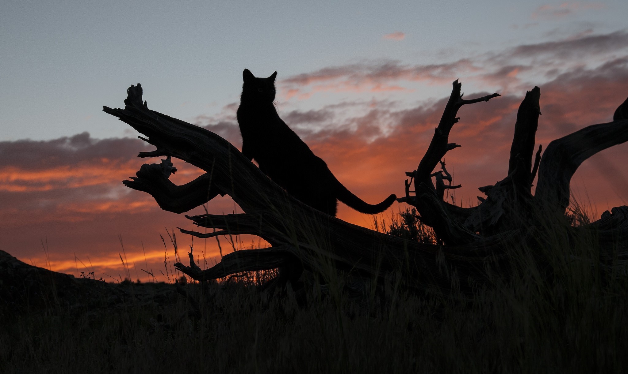 Silhouette of a wild cat on a dead tree at sunset HD Wallpaper