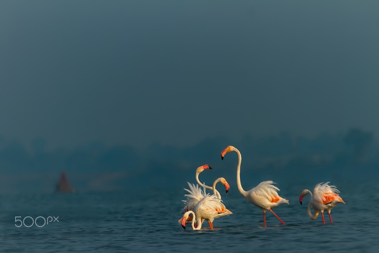 Flamingos wading in shallow water with a distant figure HD Wallpaper