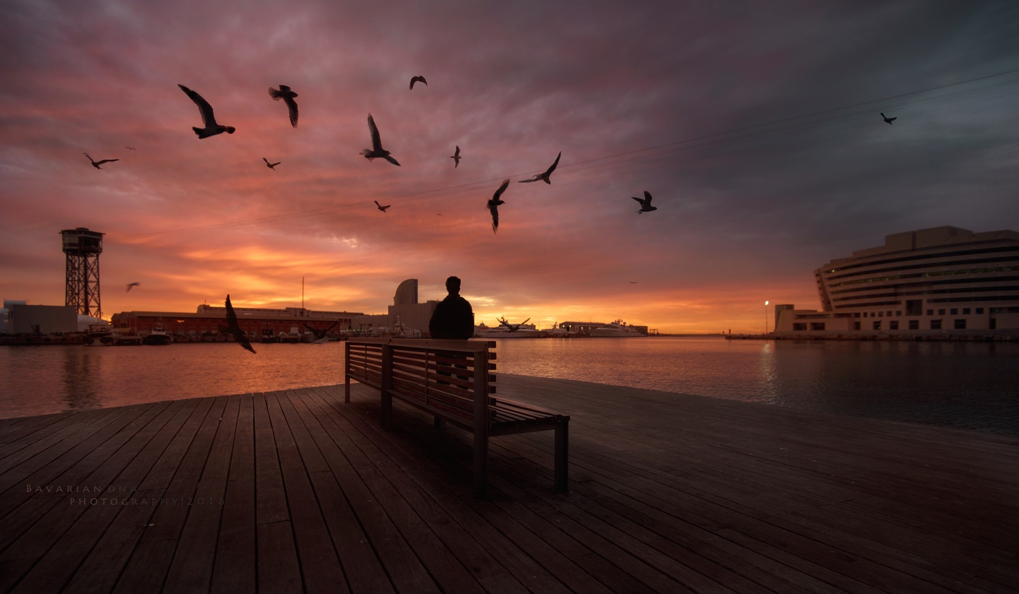 Person on bench watching birds at sunset over harbor HD Wallpaper