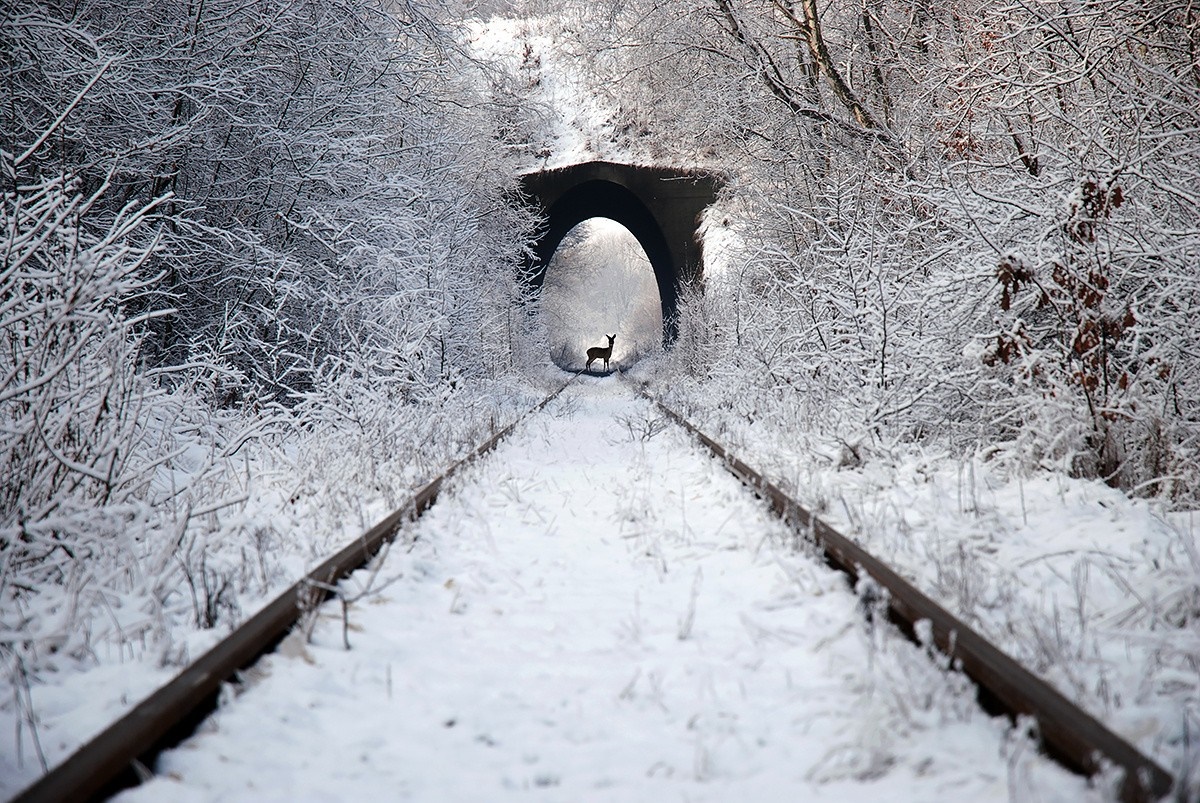 Deer on train tracks in snowy tunnel HD Wallpaper