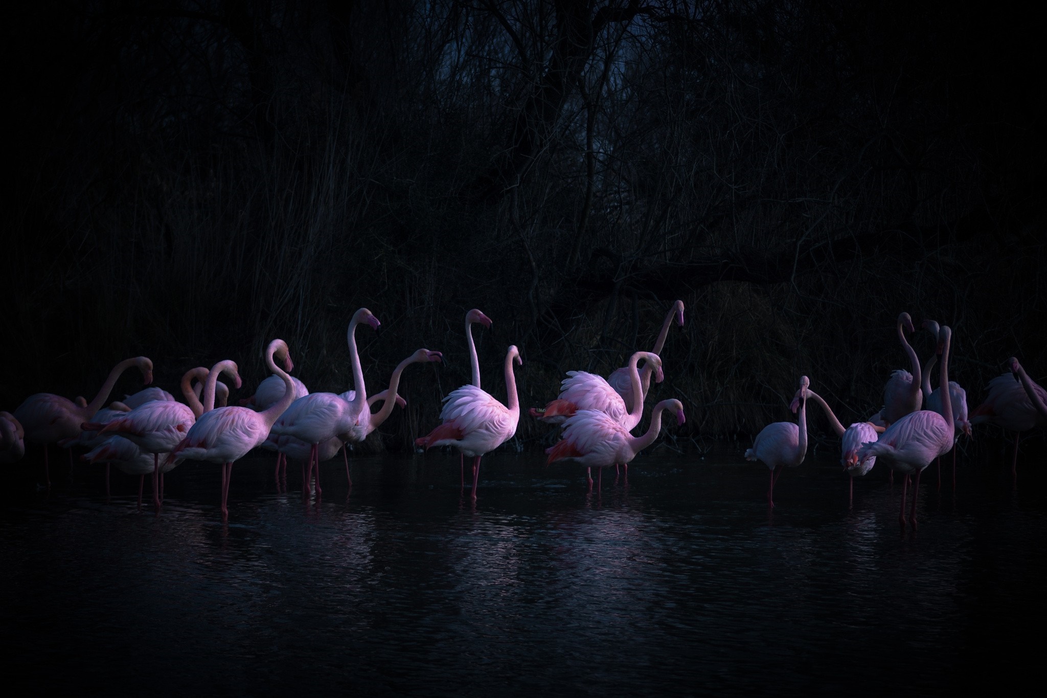 Flamingos standing in dark water with trees in background HD Wallpaper