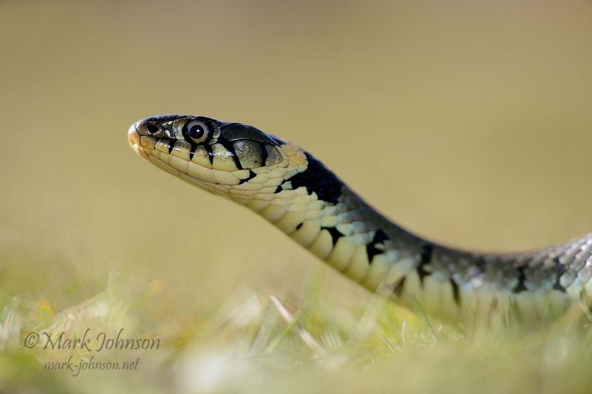 Grass snake head in grass HD Wallpaper