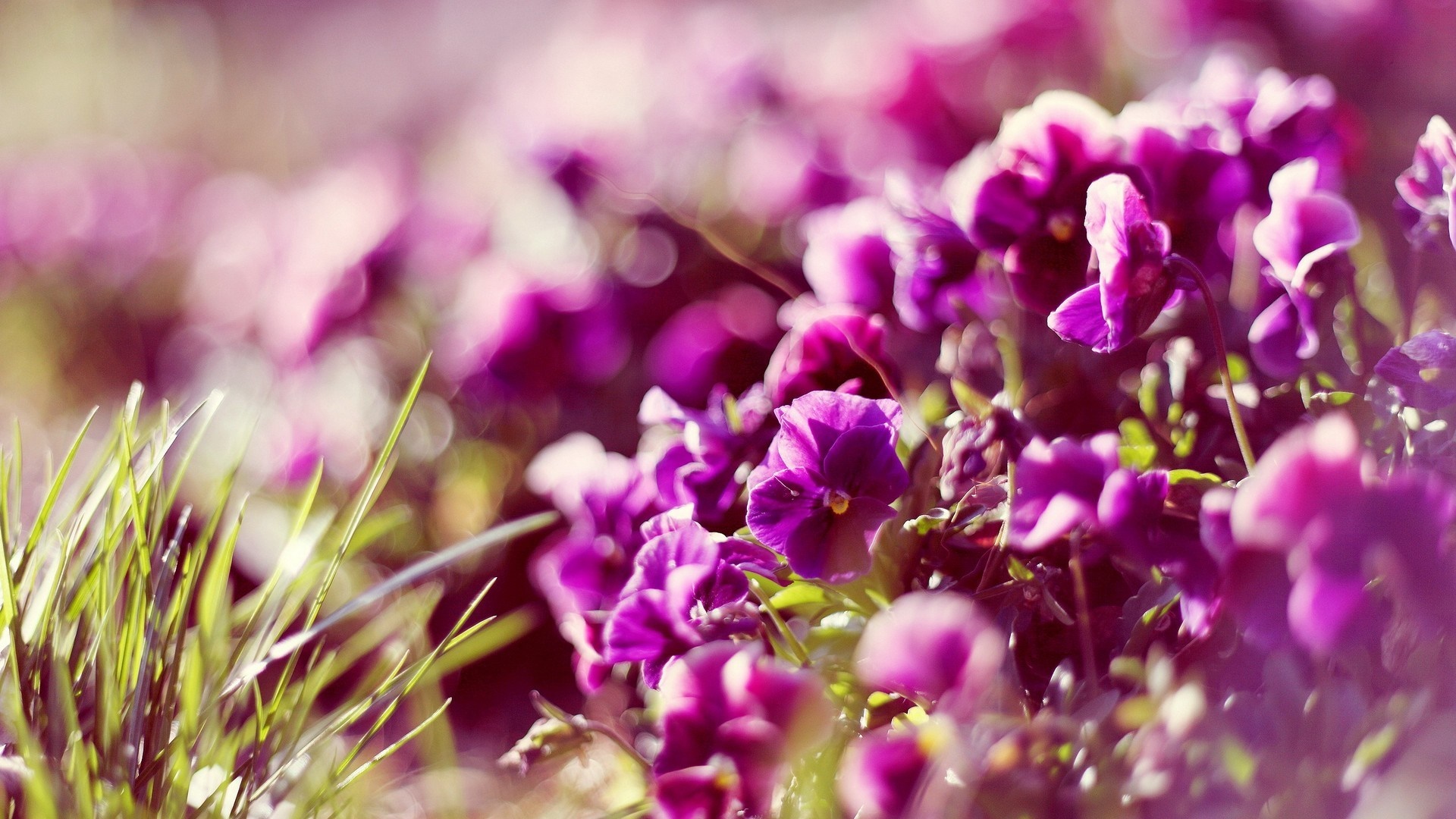 Purple flowers and green grass with bokeh HD Wallpaper