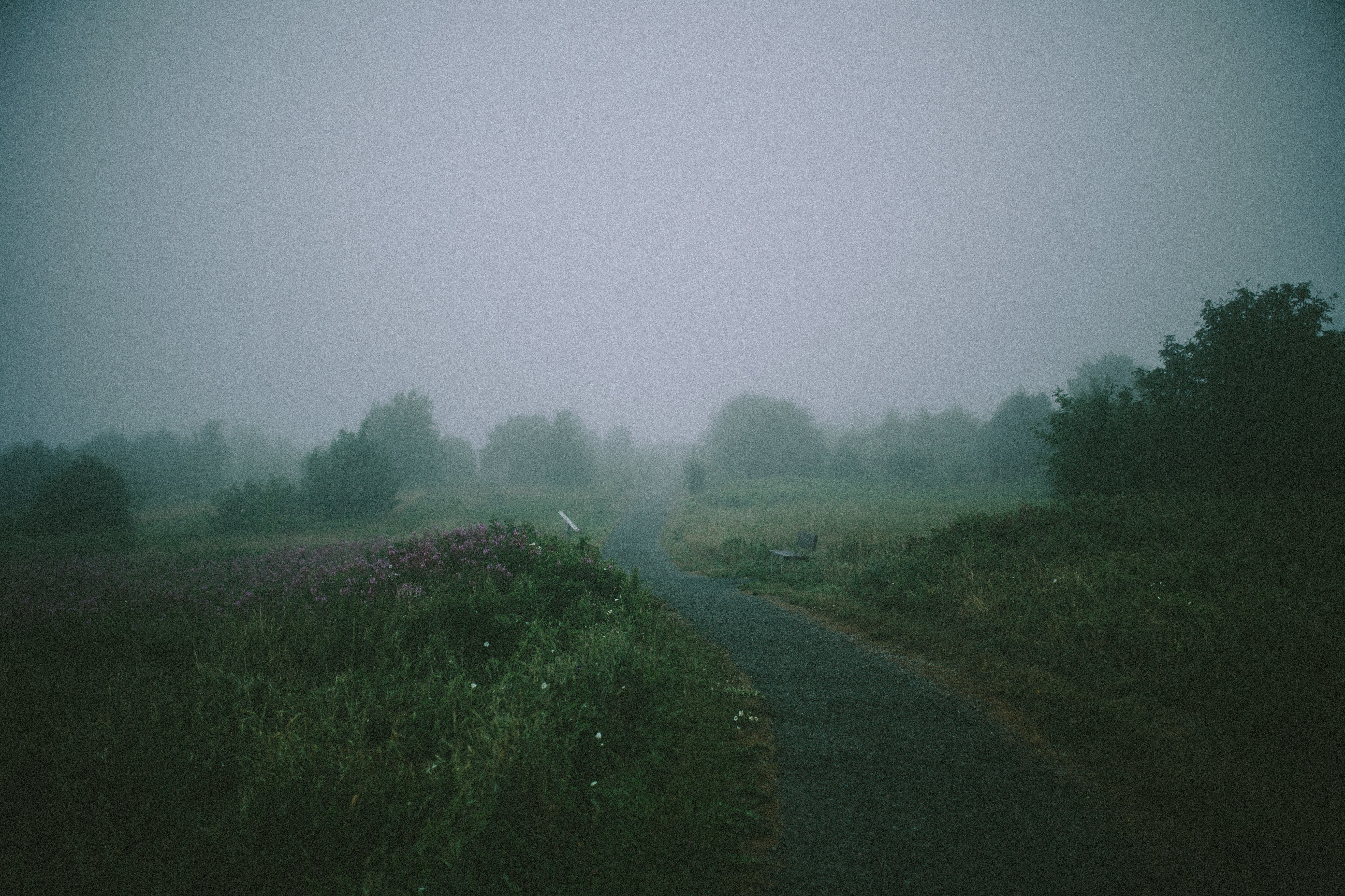 Path through a foggy landscape with trees and a bench HD Wallpaper