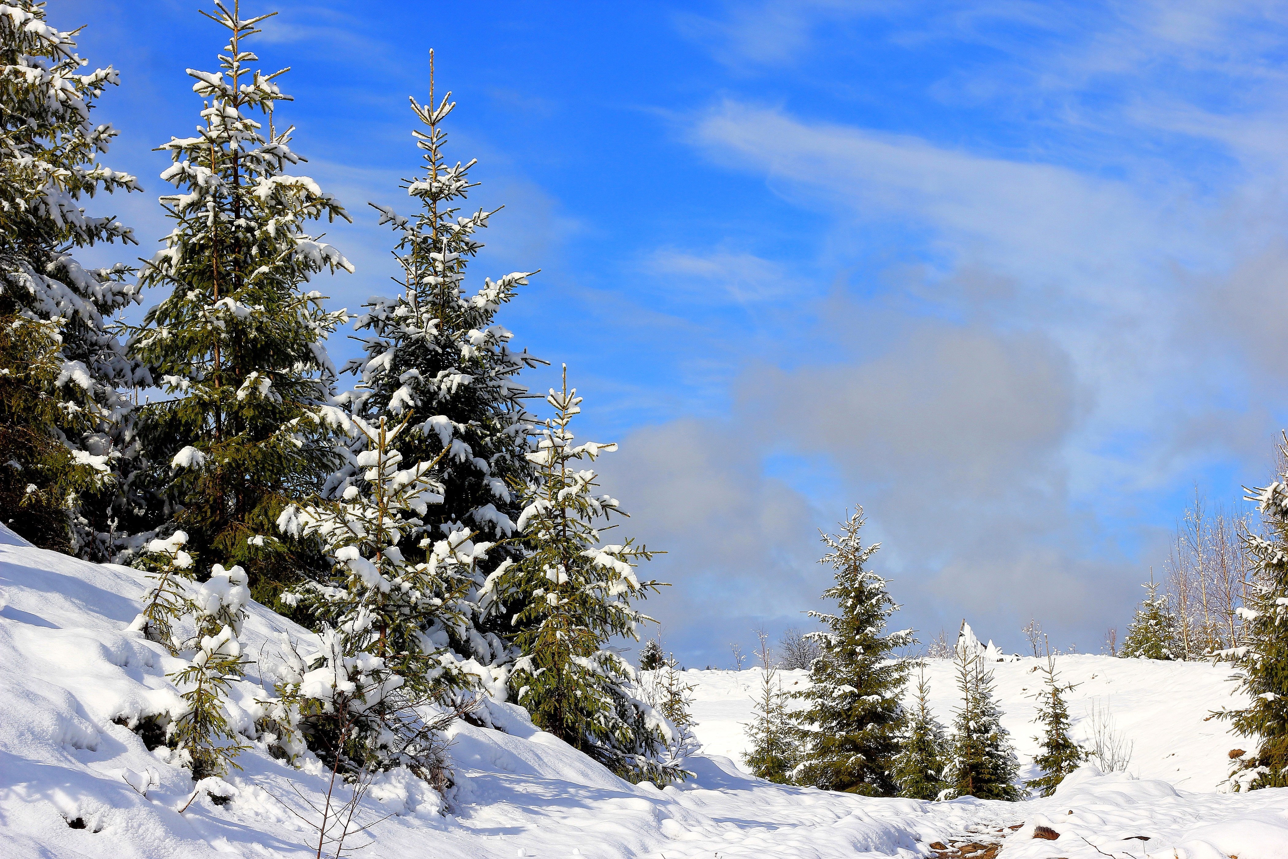 Snow-covered spruce trees under a blue sky HD Wallpaper