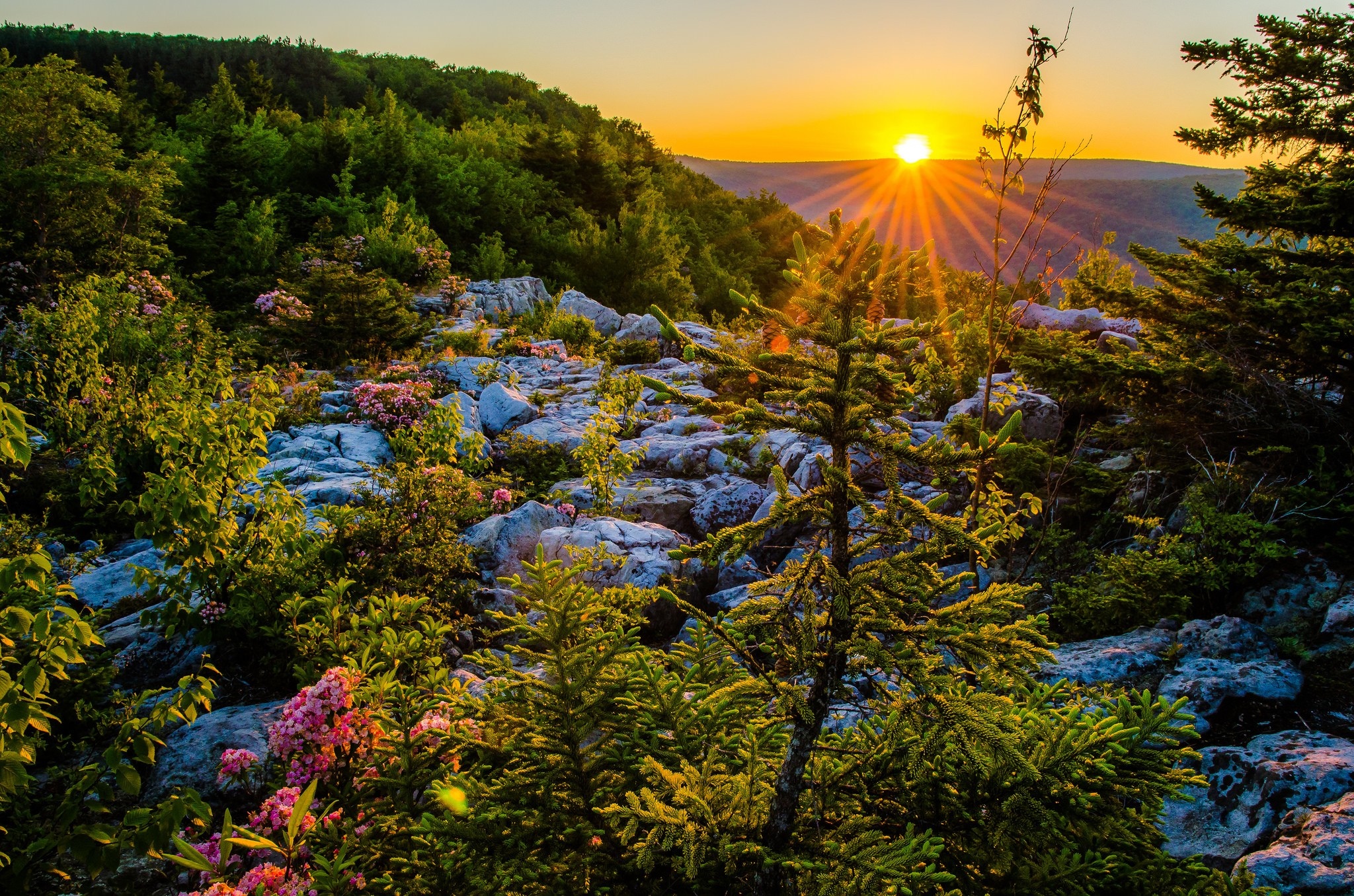 Sunset over a rocky forest landscape with wildflowers HD Wallpaper