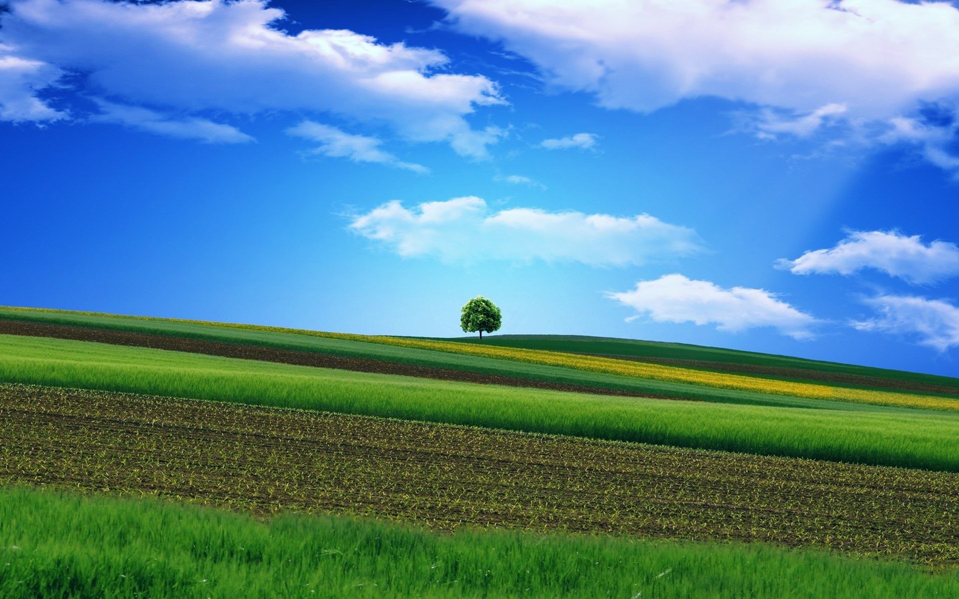 A lone tree on a rolling green hill under a blue sky HD Wallpaper